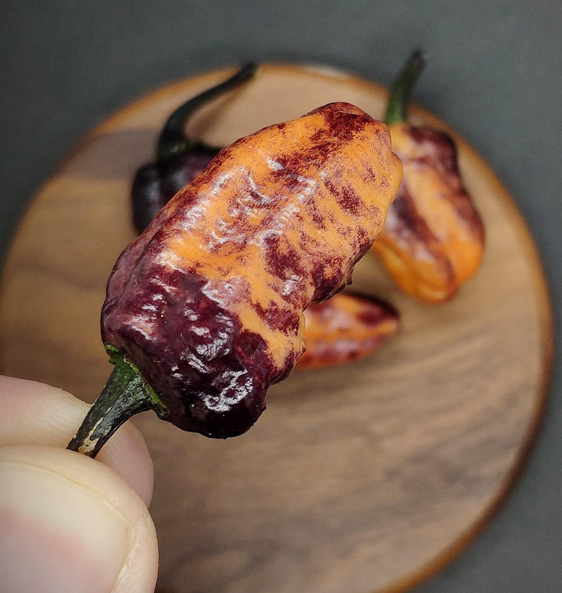 A close-up of a person's fingers holding a Black Ruby Pink pepper from PepperMerchant.net, showcasing its visible wrinkled texture. The pepper predominantly features an orange hue with dark purple-brown patches. In the blurred background, a wooden plate holds a few more Pepper Merchant Exclusive peppers with medium-sized pods.