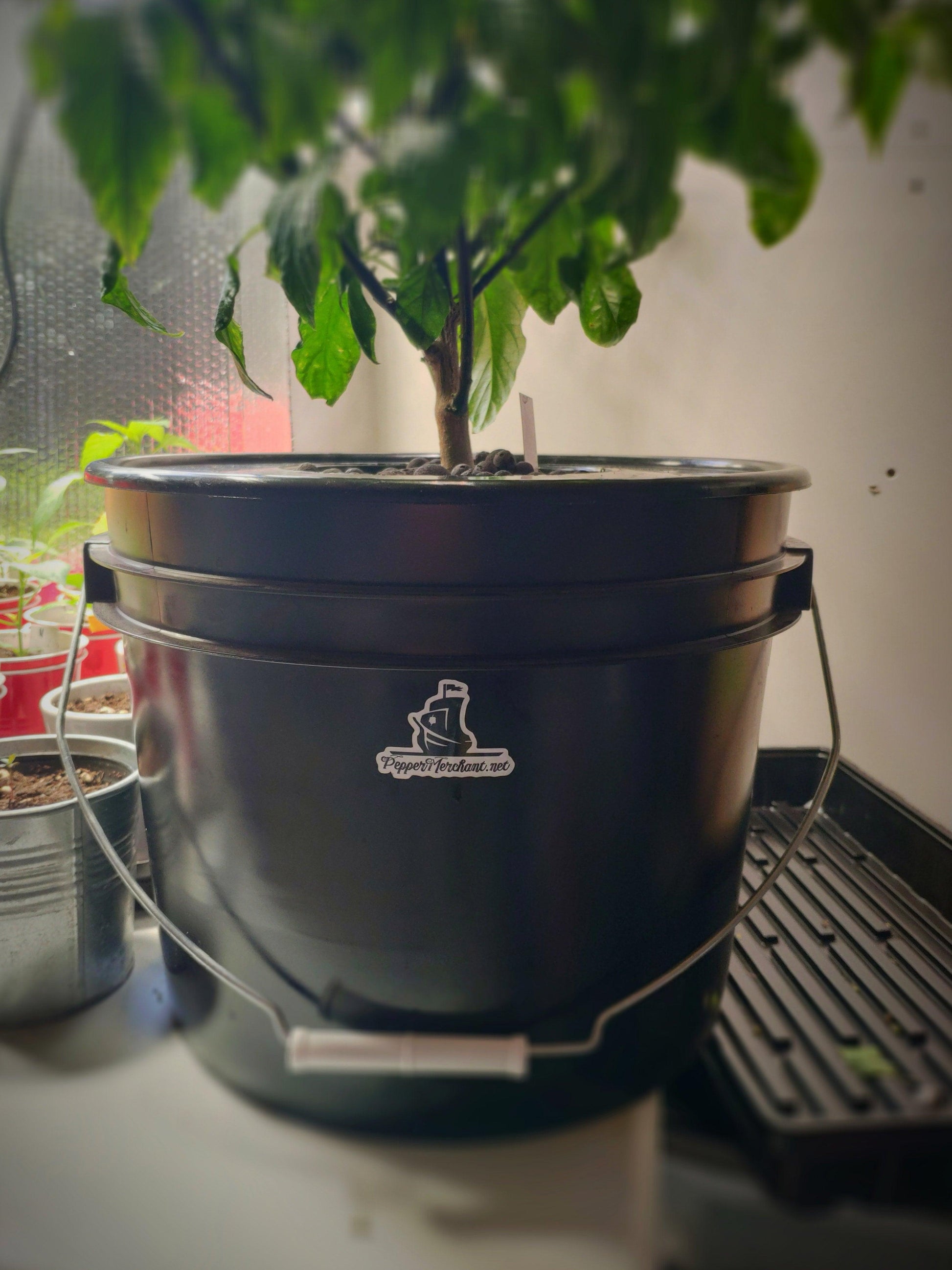 A large black plastic bucket with a handle, repurposed as an indoor plant pot, features a PepperMerchant.net Sticker. The bucket supports robust green leaves reaching upward. The setting includes various gardening supplies and plants, creating an ideal growth environment.