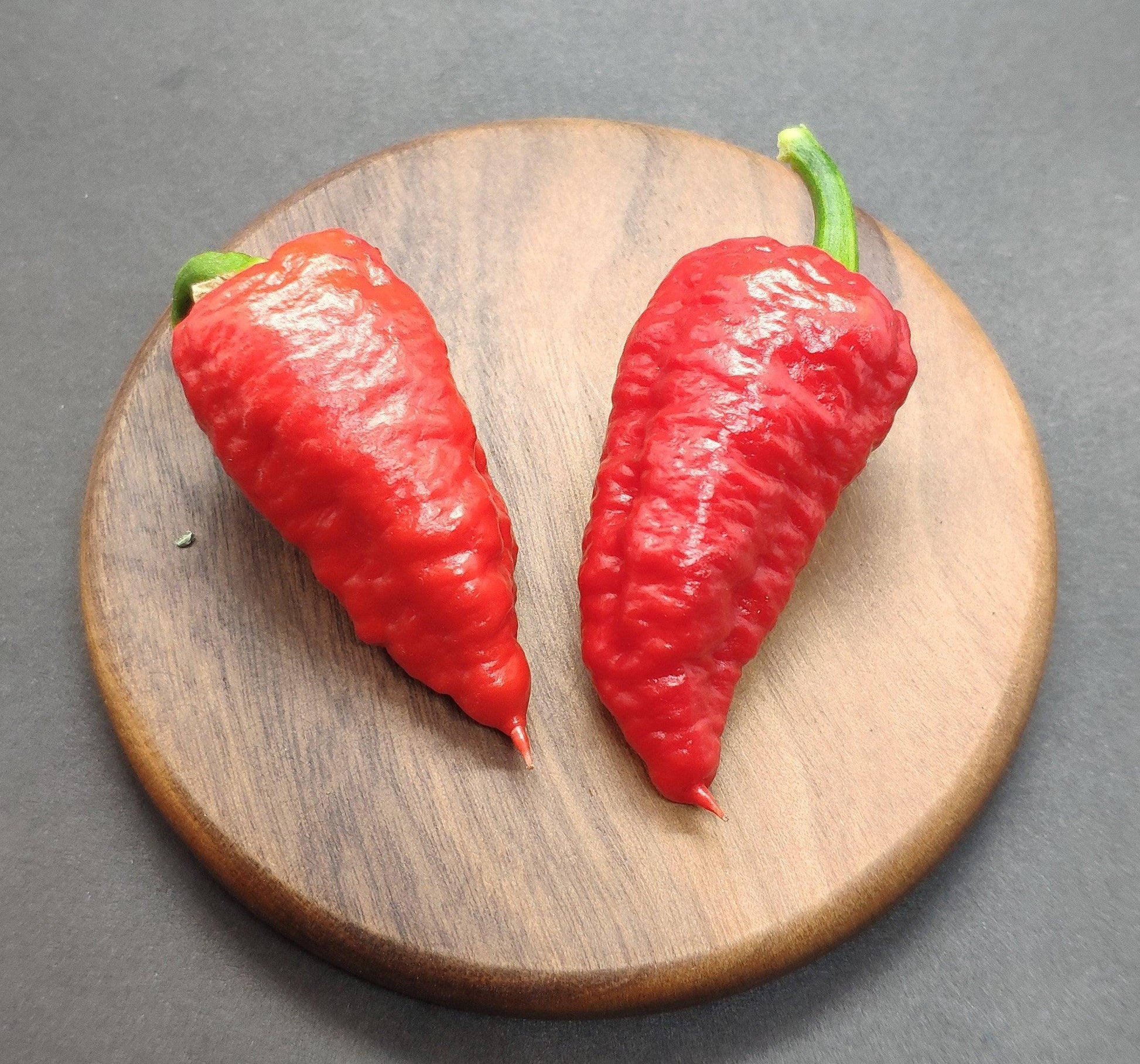 Two Devil's Brain chili peppers from PepperMerchant.net, vibrant red with wrinkled skin and renowned for their intense heat and complex flavor profile, are placed on a round wooden surface against a gray background. The stems of the Devil's Brain pepper seeds are green and slightly curved.