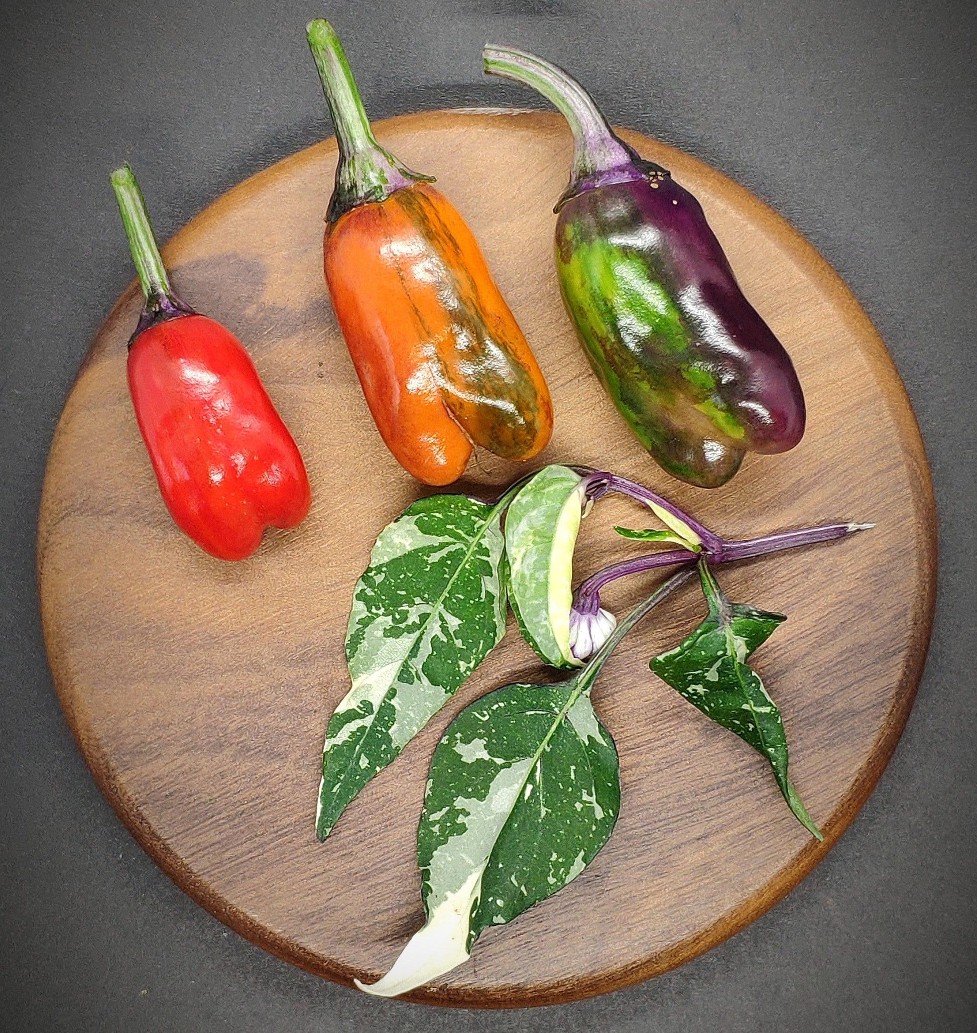 Three multicolored peppers from PepperMerchant.net and a branch of RH Lilac variegated foliage on a round wooden board with a dark background. The peppers are red, orange, and a mix of green and purple, while the branch features leafy stems with purple accents.