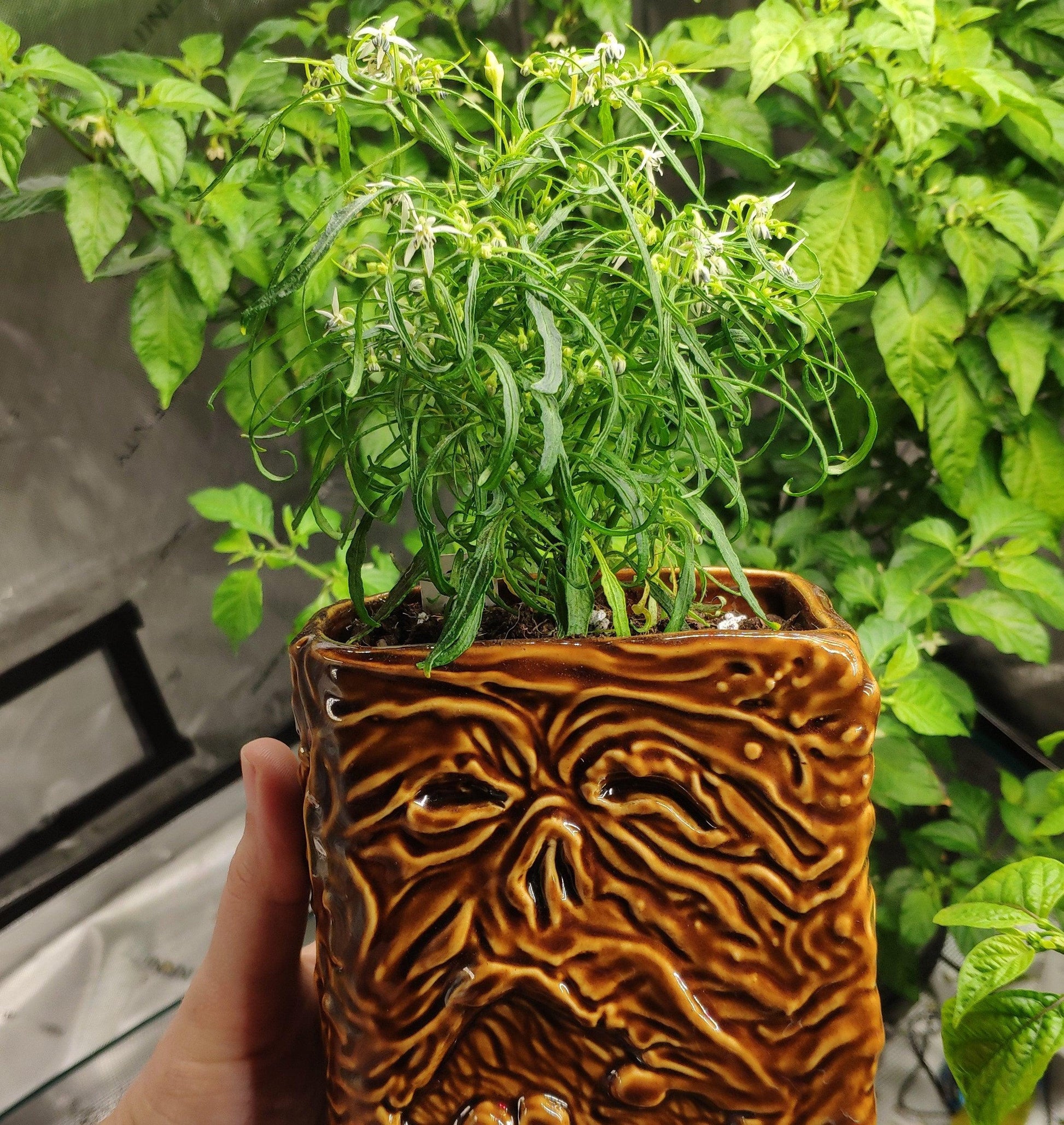 A person holds a potted plant with thin, curly leaves. The pot is designed with a textured, brown surface resembling an expressive face. In the background, more green foliage suggests other plants nearby, including a unique Candlelight Mutant from PepperMerchant.net.