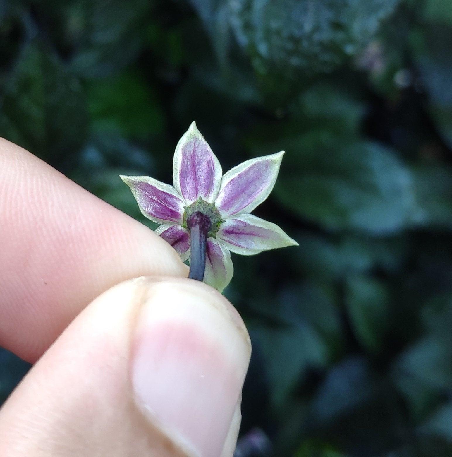 A close-up of a small, star-shaped flower with light green and purple petals being held between fingers, reminiscent of the Naga Ember from PepperMerchant.net. The background is blurred greenery, lending a mystical touch.