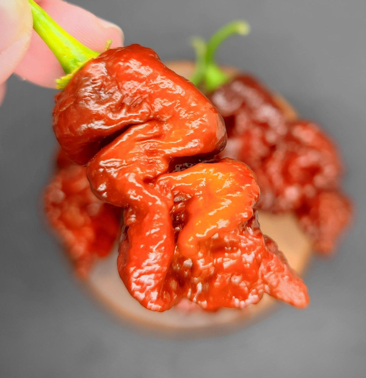 Bumpy Chilli Pepper Bismarck Long – PepperMerchant.net