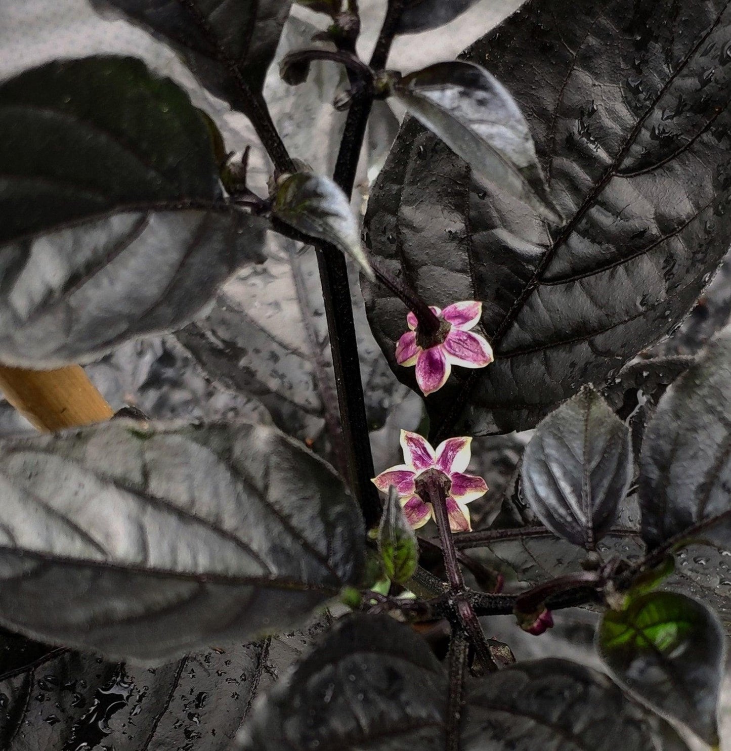 A close-up image of Naga Ember (Hallows Eve x Naga) from PepperMerchant.net shows dark green leaves adorned with small, delicate purple and white flowers, making it perfect for Hallows Eve. Some leaves glisten with water droplets, hinting at recent rain or watering. The subtle contrast accentuates the vibrant colors of the flowers amidst the dark foliage.