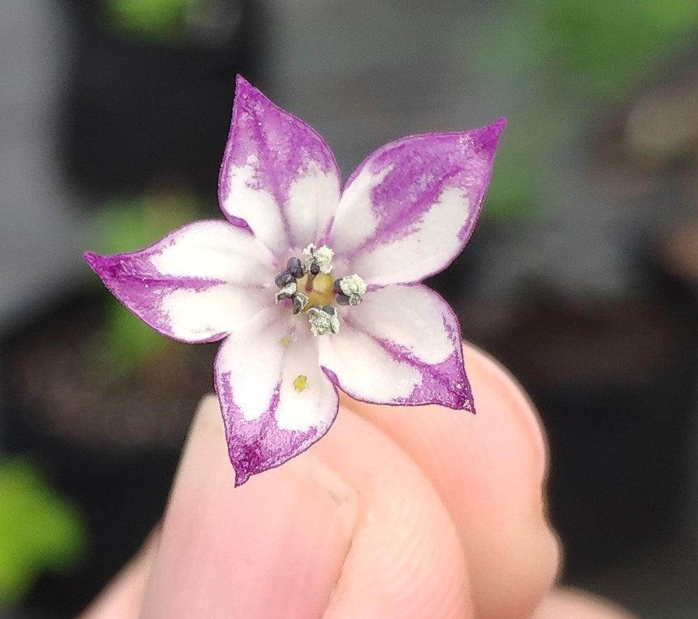 Close-up of a small, delicate flower being held between two fingers. The flower has purple-edged white petals with light purple streaks radiating from the center, where tiny stamens are visible. The background is blurred and green, highlighting the RH Lilac blossom beautifully, a product of PepperMerchant.net.