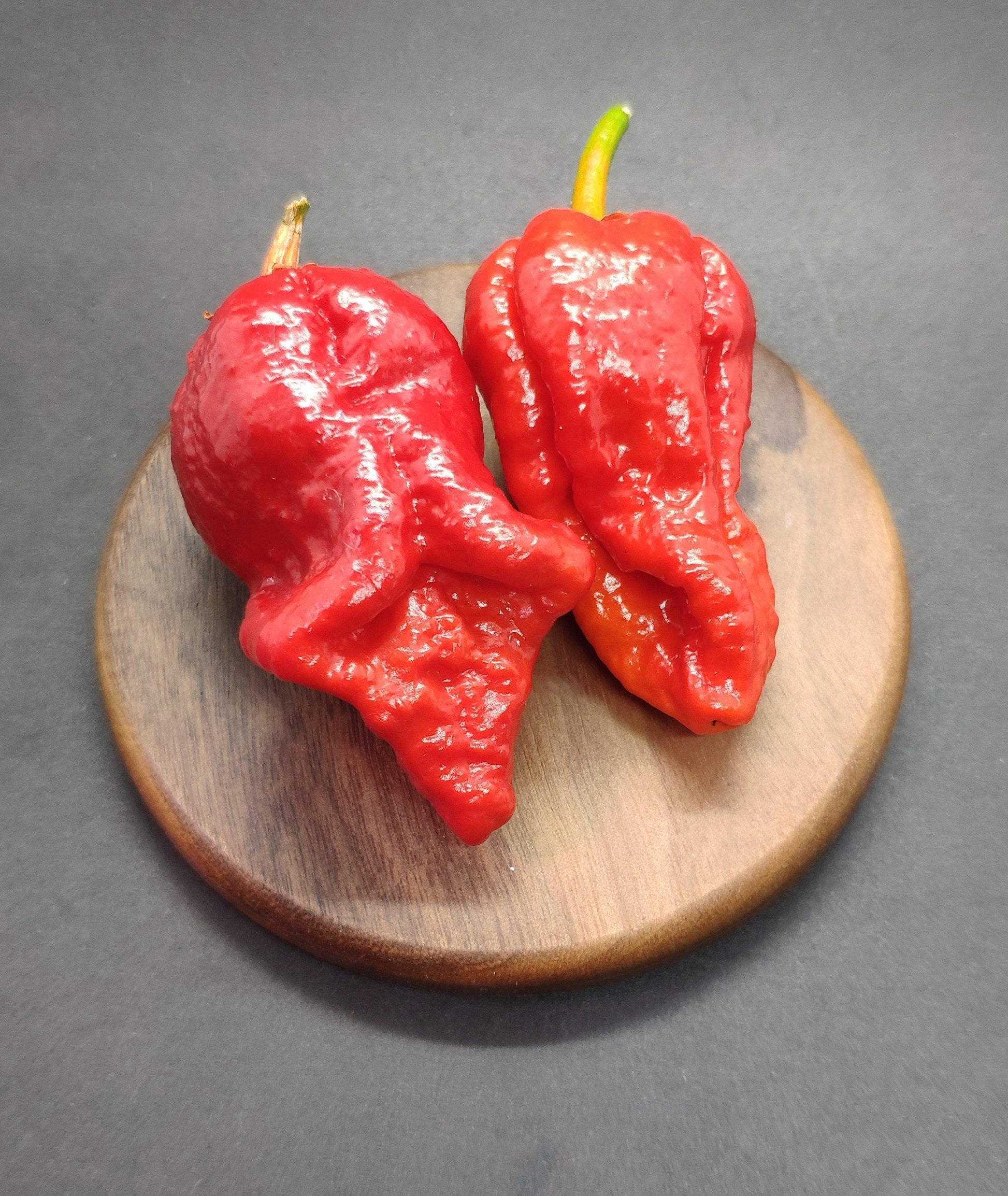 Two super hot Bubblegum - BBG 7 Pot peppers with bumpy, irregular surfaces are placed on a round wooden board. These unique pepper pods from PepperMerchant.net have green stems and are set against a dark background, showcasing their fiery allure.