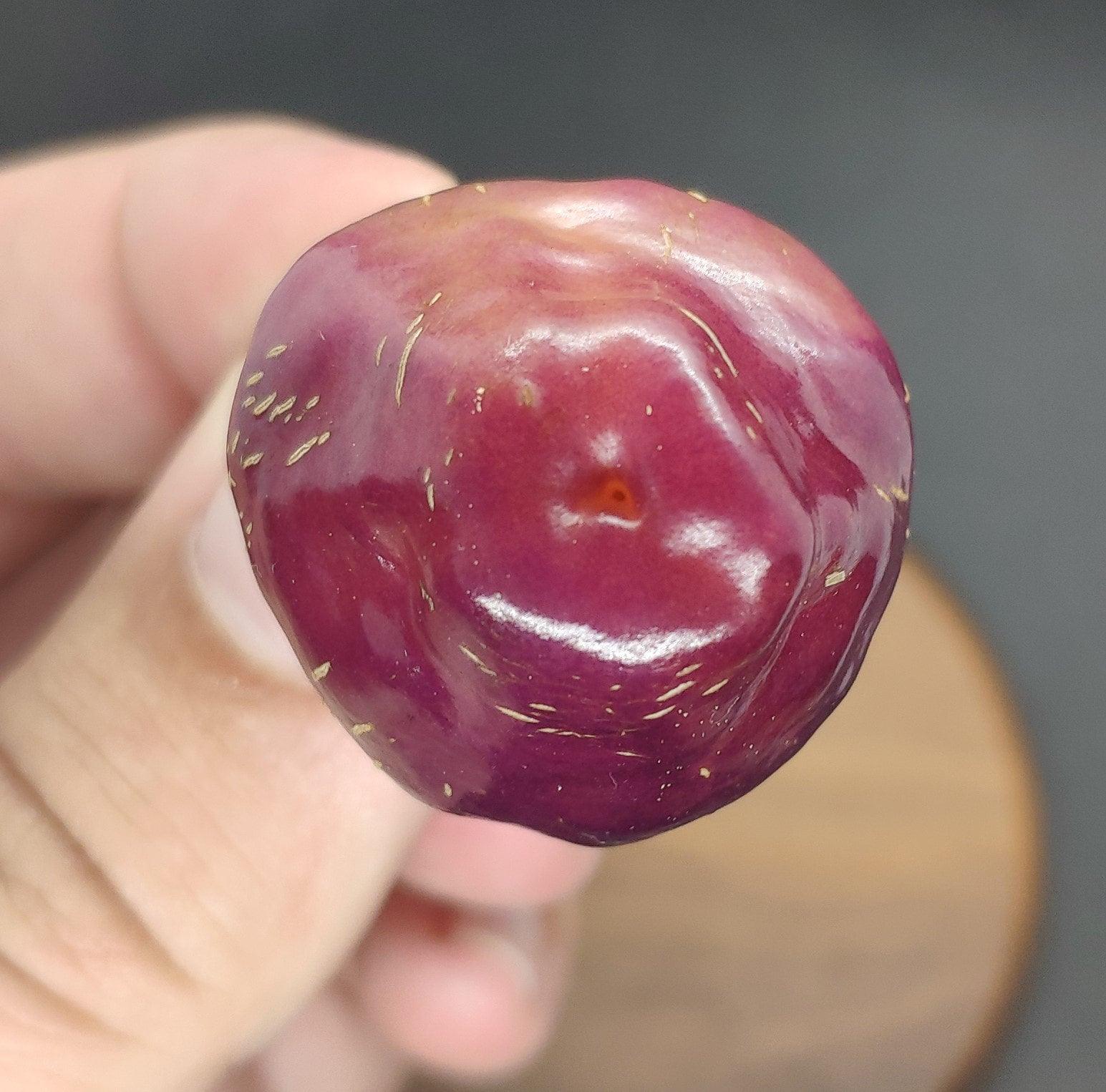 A person holds a small, round Cheiro Roxa fruit with their fingers. The fruit, from PepperMerchant.net and reminiscent of a mild pepper from Brazil, has a shiny surface with a small indentation and faint speckles of a lighter color. The background is blurred.