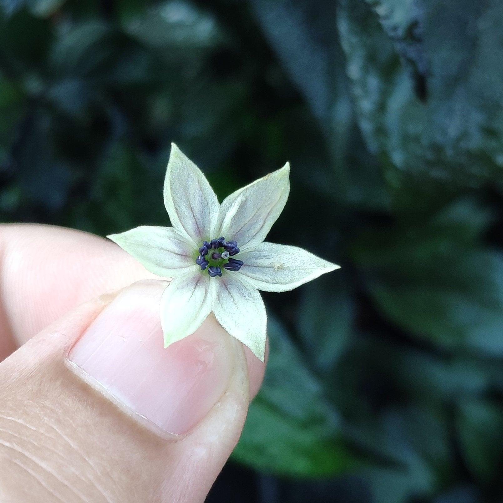 Someone is holding a small, delicate Naga Ember flower from PepperMerchant.net, with its white petals and purple stamens, against a backdrop of dark green foliage, evoking the magical essence of Hallows Eve.