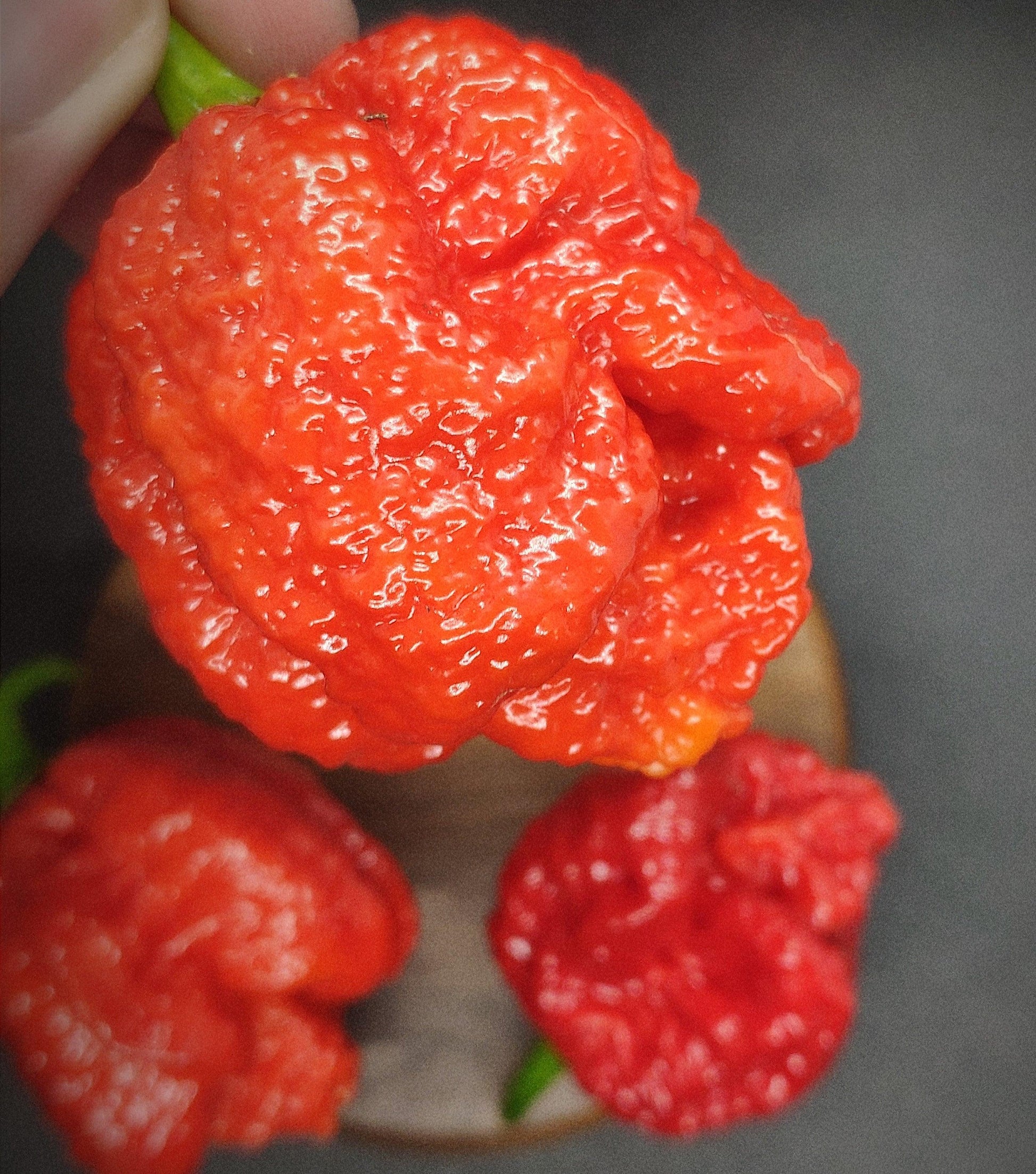 Close-up of a person's fingers holding a vibrant red, wrinkled chili pepper with a rough and bumpy texture. In the background, more Bismarck Pepper Seeds from PepperMerchant.net rest on a wooden surface, slightly out of focus.