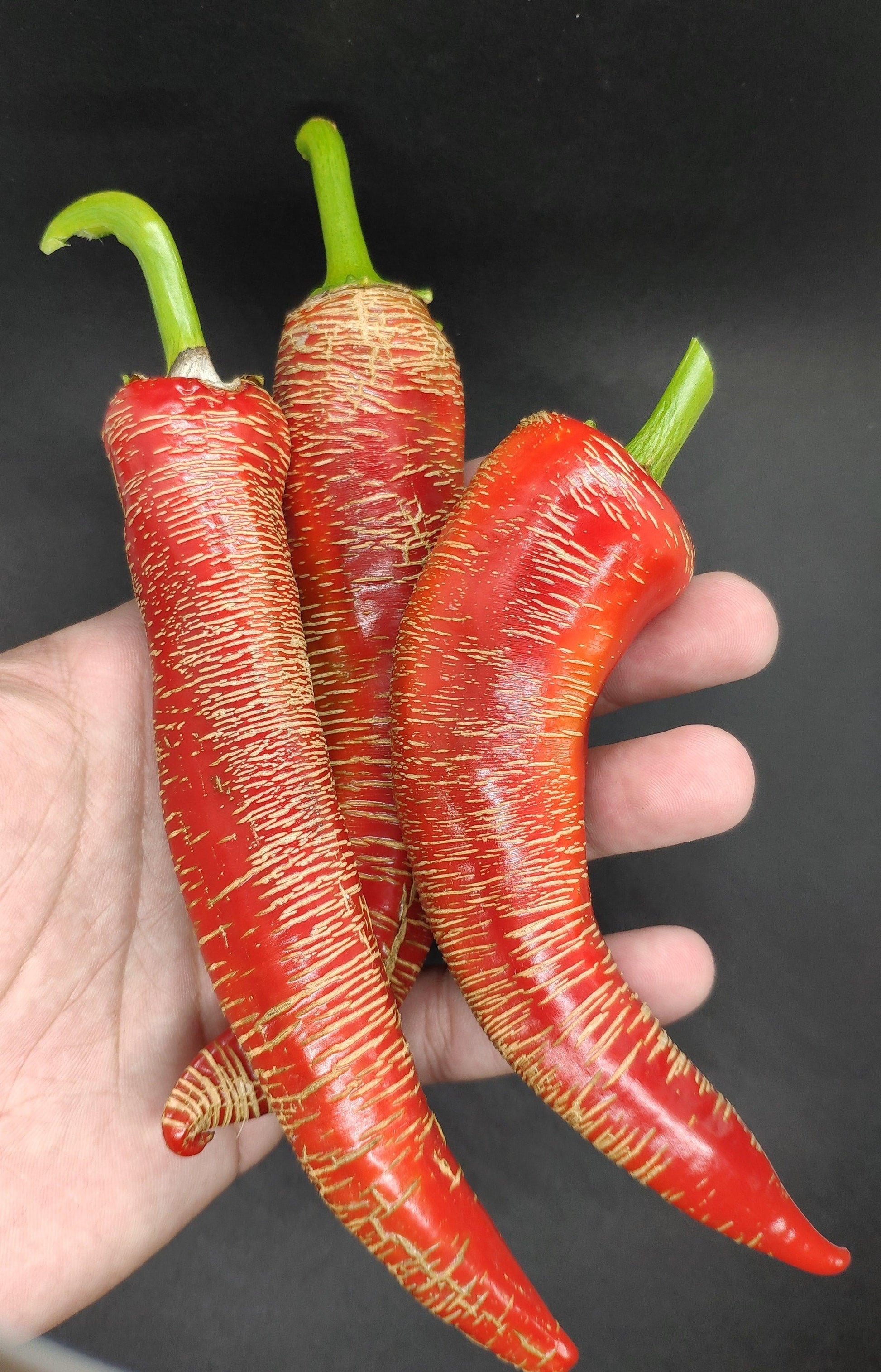 A hand holding three red chili peppers with green stems is shown. The peppers have a textured and wrinkled surface, perfectly suited for both ornamental and culinary purposes. These vibrant red Vezenka Seeds from PepperMerchant.net thrive in moderate heat, and the black background enhances the vivid colors of the peppers beautifully.