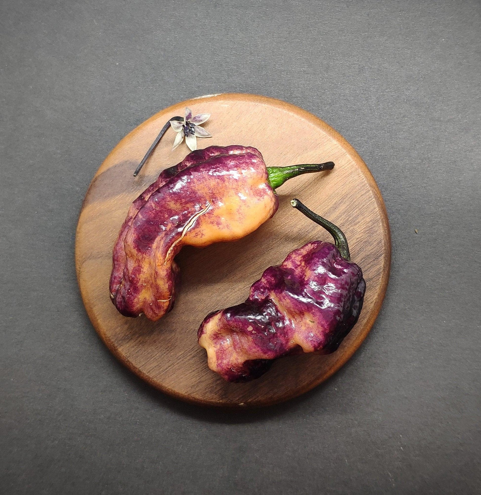 Two Black Ruby Pink chili peppers from PepperMerchant.net rest on a small wooden plate against a dark background. A delicate, small flower lies beside the peppers, enhancing the visual contrast of the scene. These medium-sized pods have a glossy, textured surface.