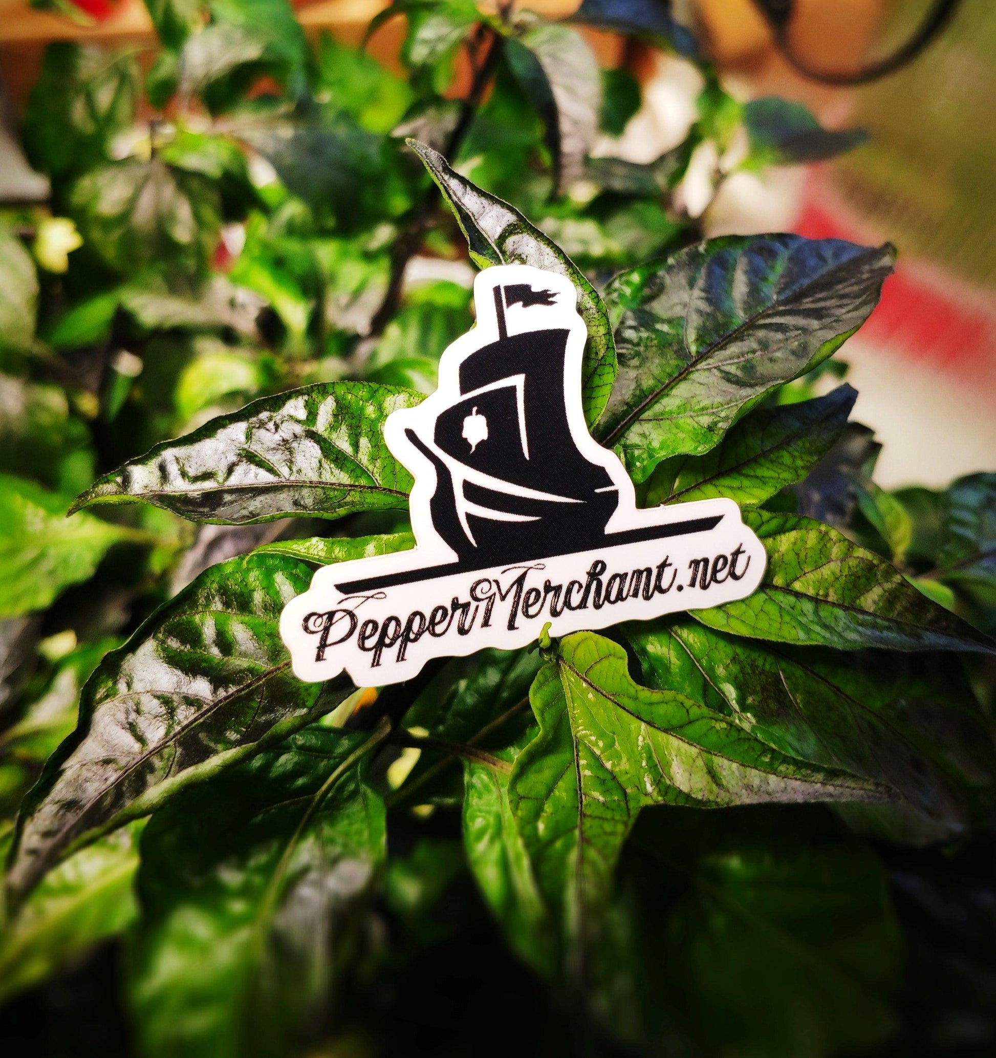 Set against lush green foliage, the PepperMerchant.net Sticker showcases a stylized image of a ship with a flag. The slightly blurred background accentuates the vibrant green leaves and the stunning PepperMerchant.net sticker in the foreground, making it ideal for decorating your hydroponics containers.