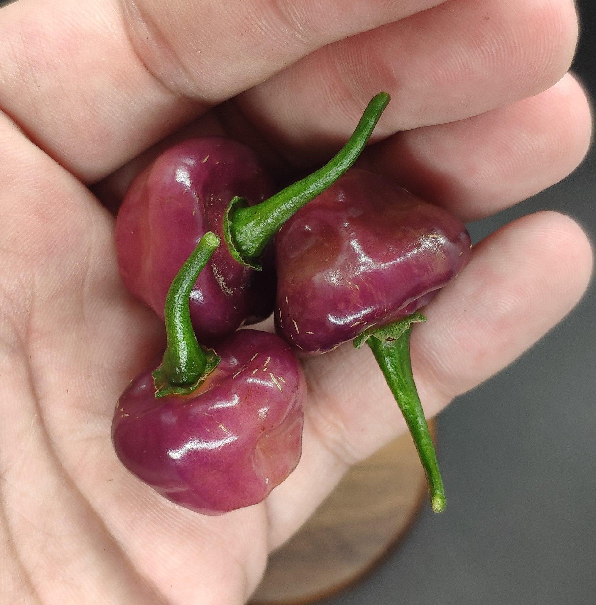 A hand holds three small, round Cheiro Roxa chilies with green stems. The peppers' surfaces are smooth and glossy, and the background is slightly blurred, emphasizing the rich color and texture of these Brazilian chilies by PepperMerchant.net, known for their mild, fruity flavor.