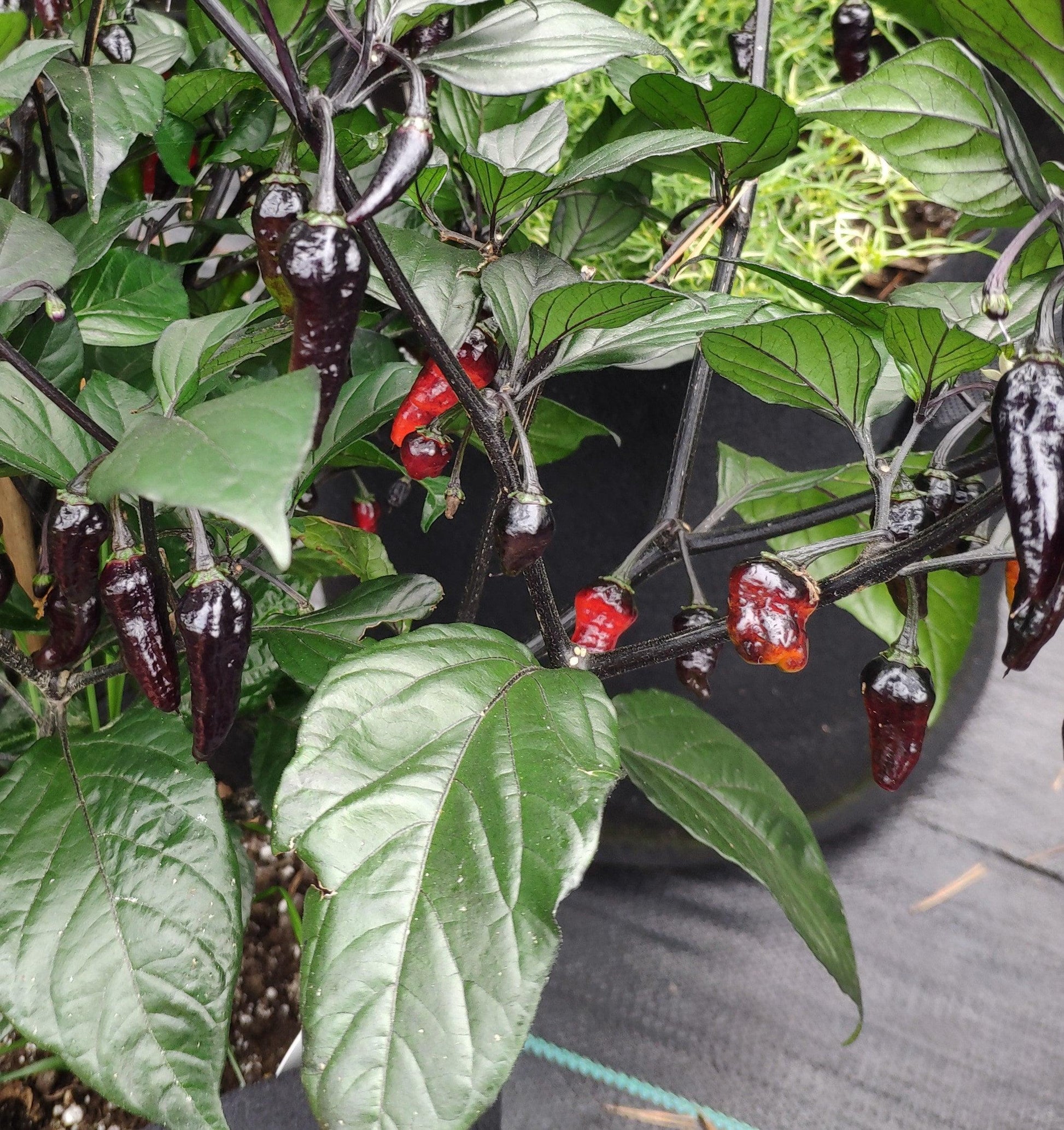 The Naga Ember (Hallows Eve x Naga) from PepperMerchant.net features a plant with glossy leaves showcasing small, conical peppers in eye-catching black and red hues. Some foliage is visible around the potted plant, which rests on a surface adorned with a black material.