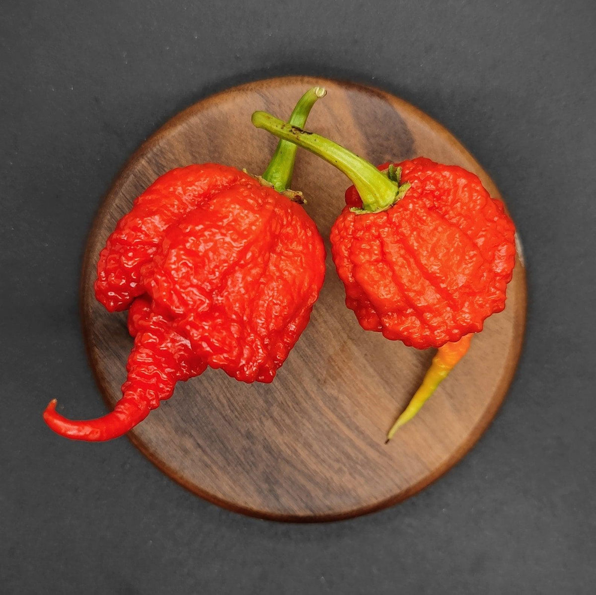 Bumpy Chilli Pepper Beast – PepperMerchant.net