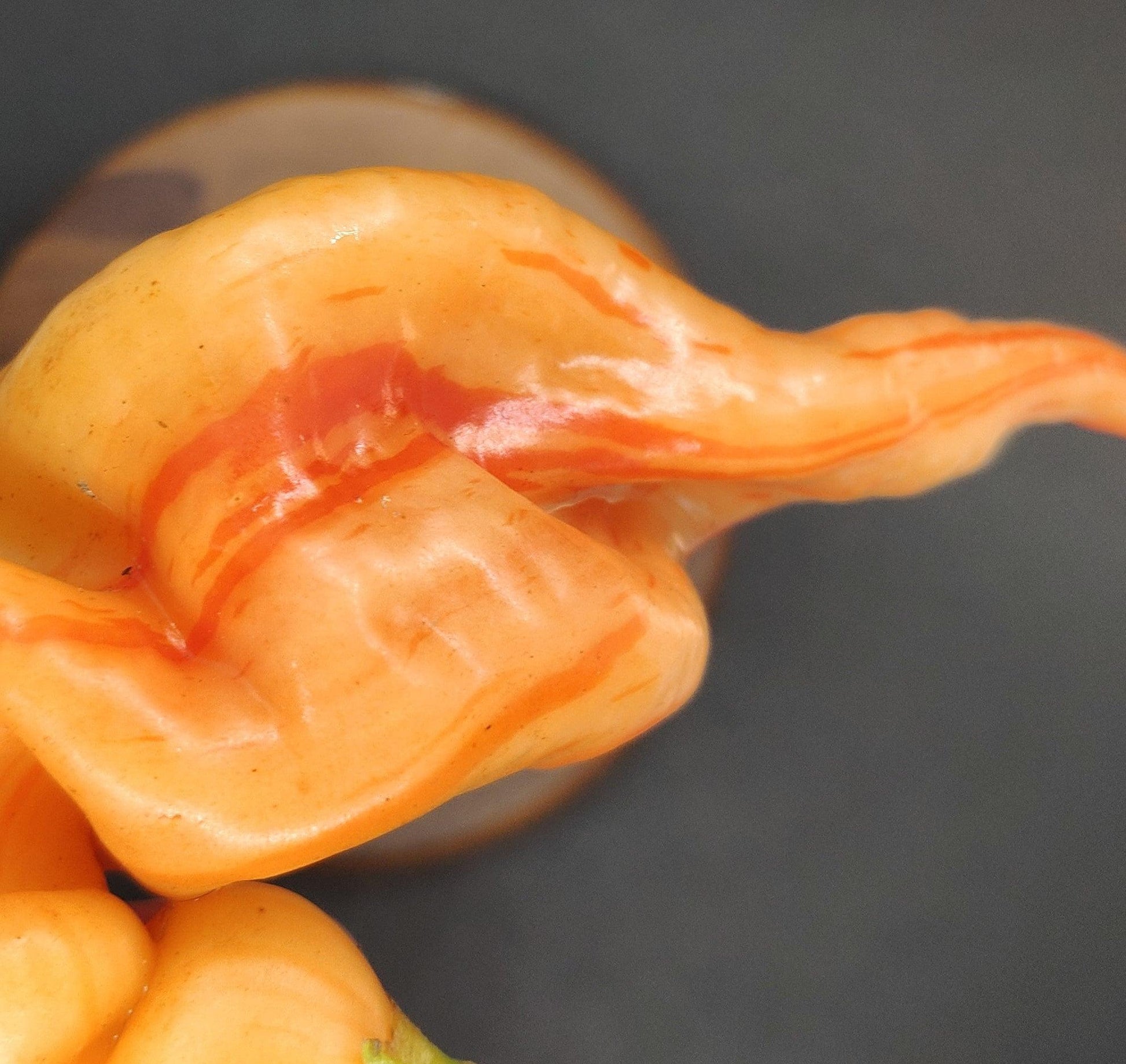 Close-up of a distinctive orange pepper, likely from PepperMerchant.net's Sugar Rush Peach Stripey Seeds, featuring twisted, gnarled shapes and ripples. The vibrant orange hues with streaks of red resemble a twisted arm or fantasy creature. Renowned for its sweet, fruity flavor, this pepper is highly versatile in the kitchen. A blurred, dark background contrasts sharply with the bright pepper.