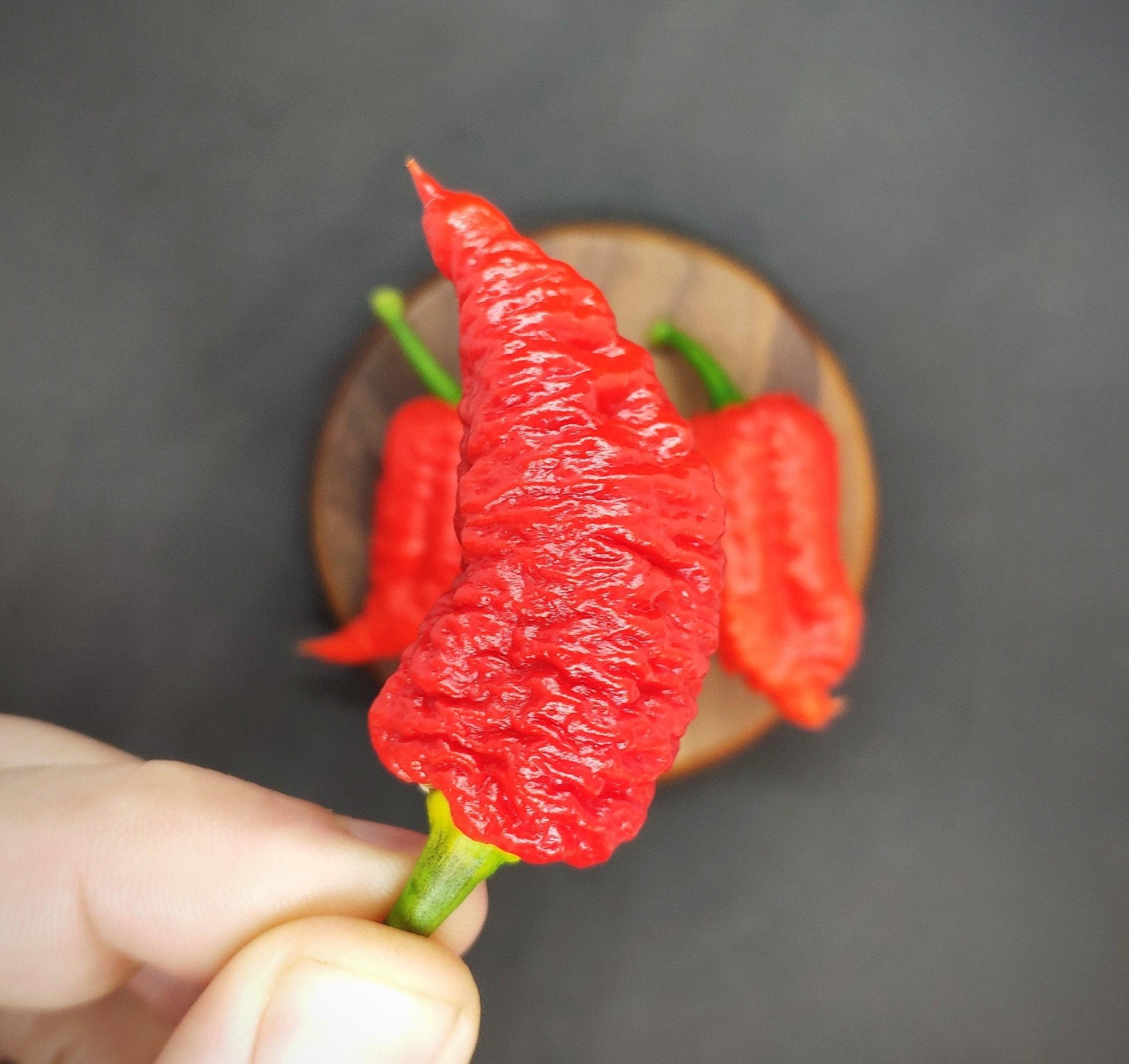 A person holds a vibrant red, bumpy chili pepper with a green stem, the Devils Brain from PepperMerchant.net, renowned for its intense heat. In the background, two more similar peppers are displayed on a wooden surface, all set against a dark backdrop, hinting at their complex flavor profile.