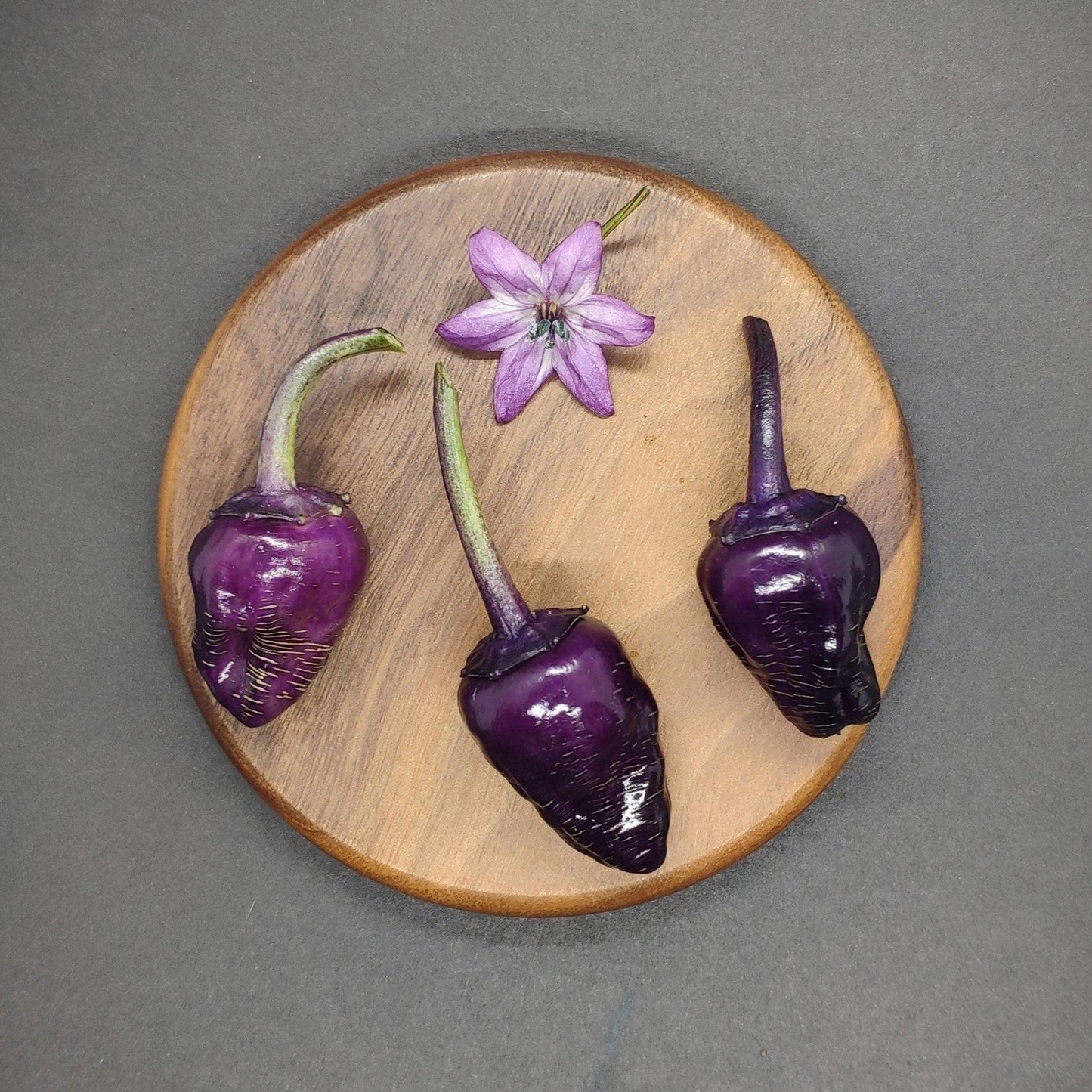 A round wooden plate showcases three dark purple Black Scorpion Tongue peppers from PepperMerchant.net, renowned for their intricate flavors and fiery heat, accompanied by a lone purple flower with a green stem. The composition contrasts these natural elements against a gray backdrop, highlighting the distinctive qualities of the Black Scorpion Tongue Seeds.