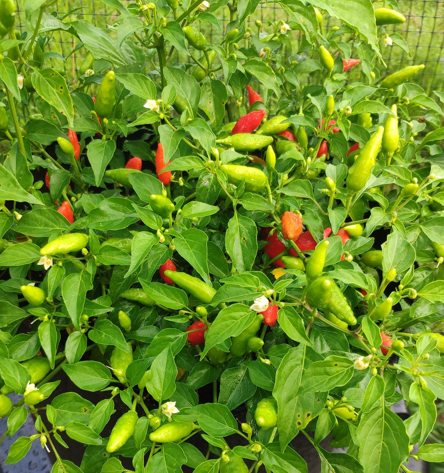 Inca Red Drop Pepper Seeds