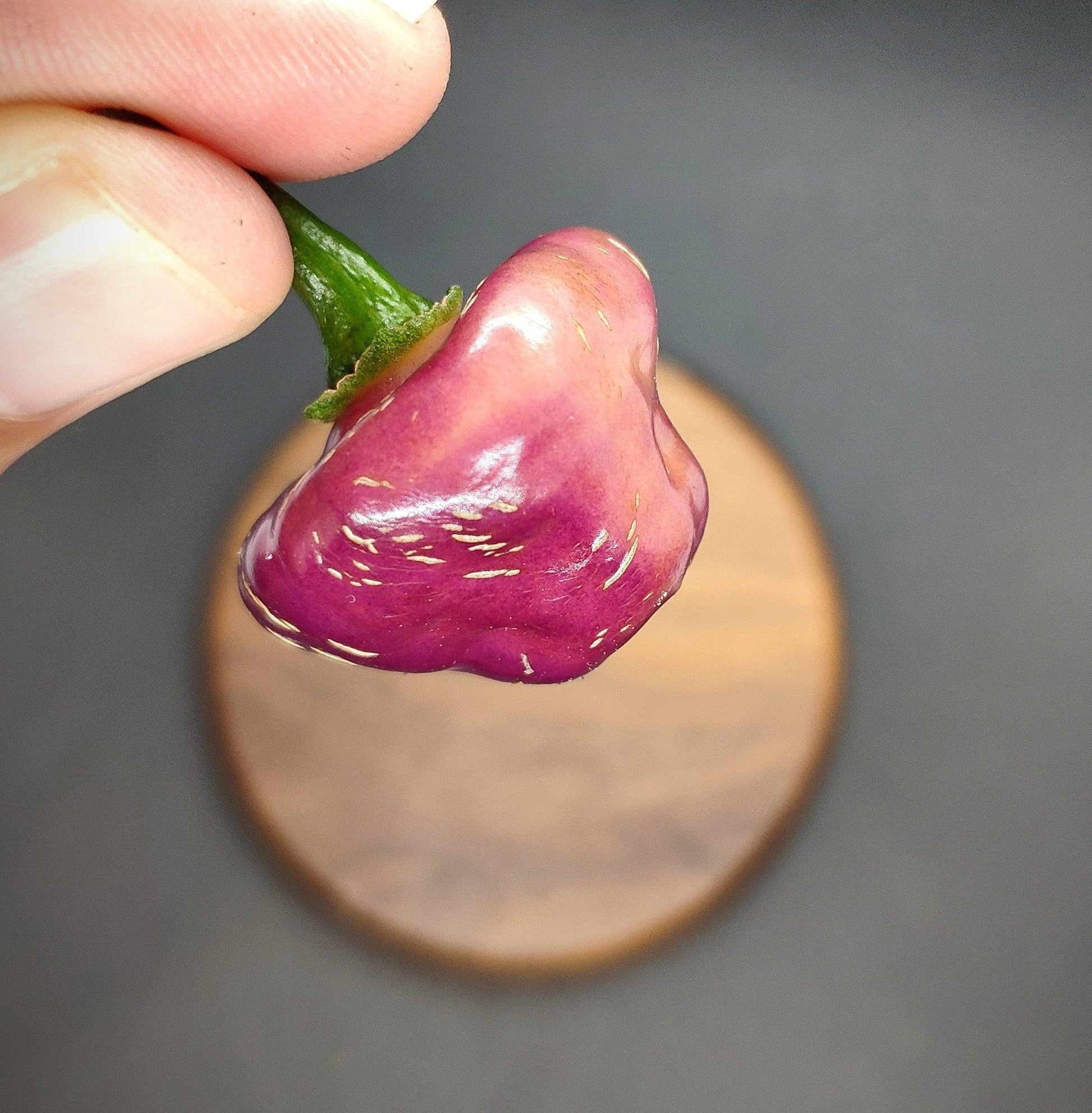 A person's hand is holding a small, glossy Cheiro Roxa pepper from PepperMerchant.net, distinguished by its purple hue and green stem. The background is blurred, highlighting a wooden circular object. The mild Cheiro Roxa's texture is smooth with subtle, natural striations and hints of a fruity flavor.