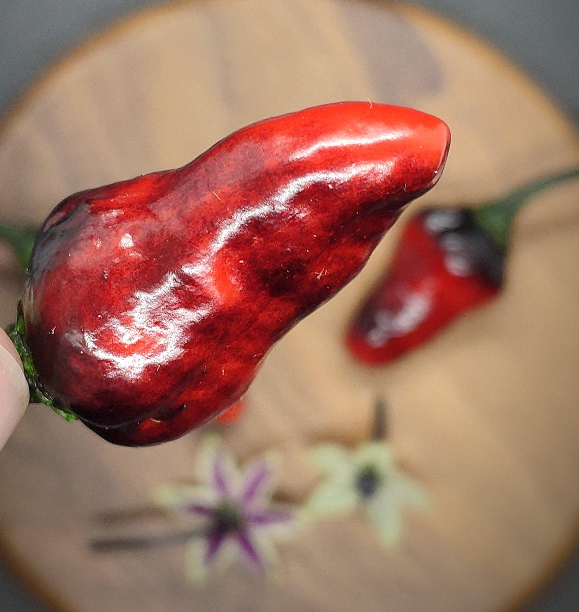 Close-up image of a Naga Ember (Hallows Eve x Naga) chili pepper from PepperMerchant.net, with a glossy surface, held in focus against a slightly blurred background. The scene features a wooden surface adorned with other peppers and small decorative flowers. This Naga Ember variety adds an intense allure to the composition.