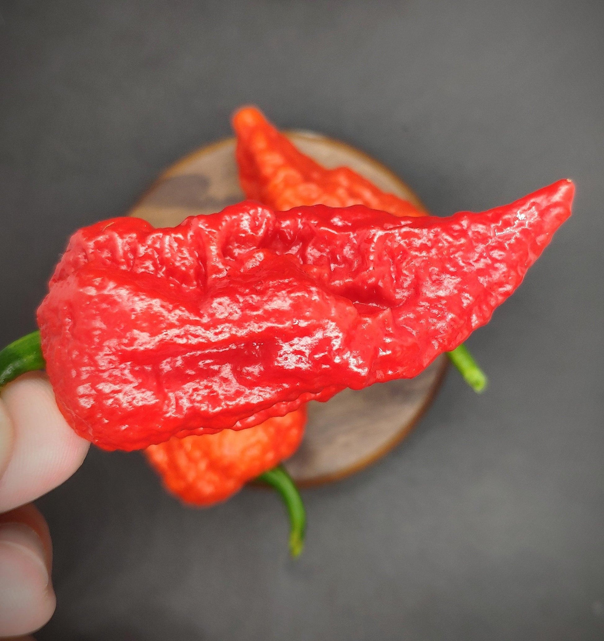 A close-up of a bright red Yellow Fever - Red (Death Cheeto) chili pepper from PepperMerchant.net, showcasing its wrinkled and bumpy texture, reminiscent of the infamous Death Cheeto. In the background, two more peppers are visible on a wooden surface. The overall setting is against a dark, blurred backdrop.