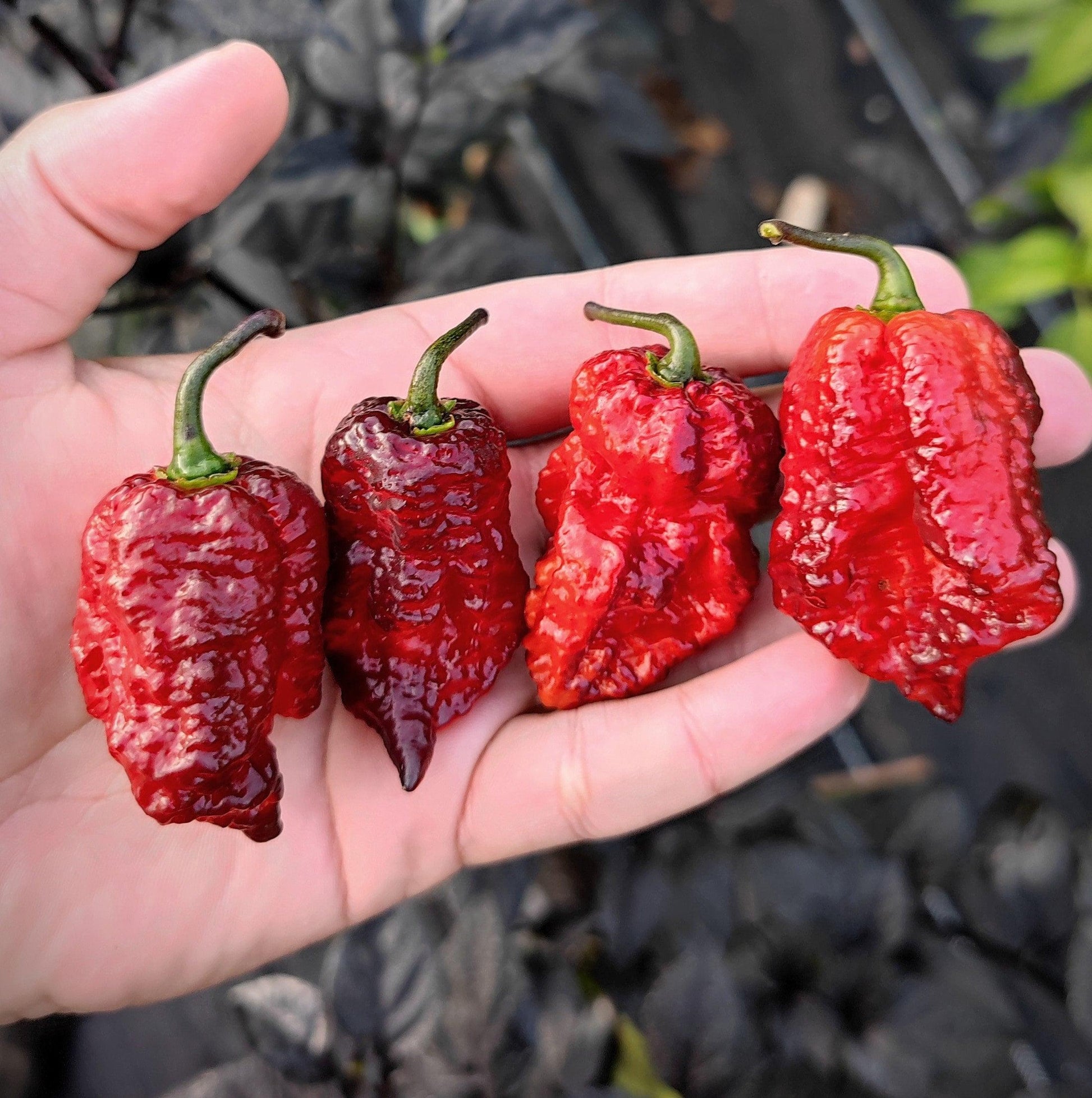 A hand holding four vibrant, gnarly red Orion - Gnarly Pheno peppers from PepperMerchant.net, each varying slightly in shape and size. The background is filled with dark green foliage, slightly blurred to keep the focus on the peppers.