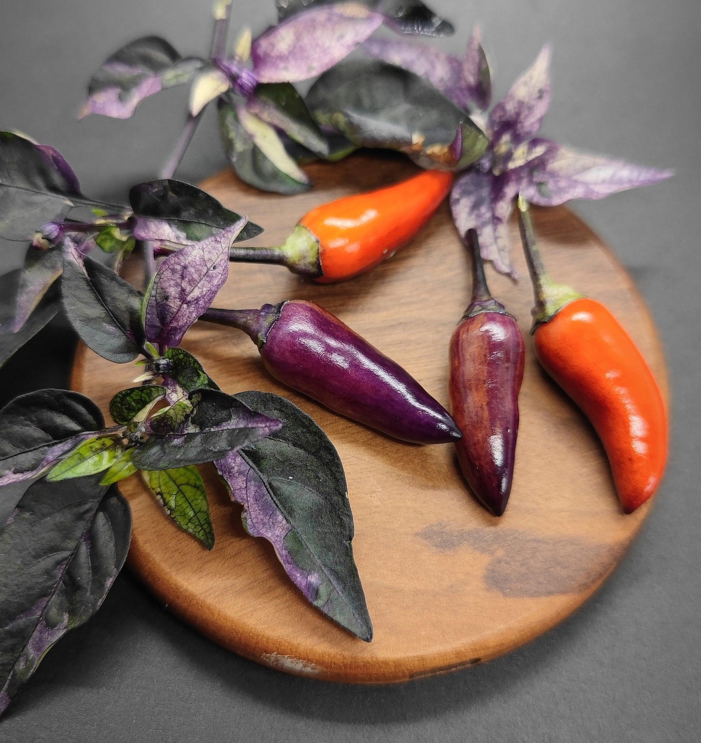 A wooden board showcases three Dreamcatcher chili peppers from PepperMerchant.net: one in purple, one in red, and another transitioning from purple to red. The board is embellished with dark purple foliage. With a dark, solid background enhancing their vibrancy, the colors of these Dreamcatcher seeds and leaves truly stand out.