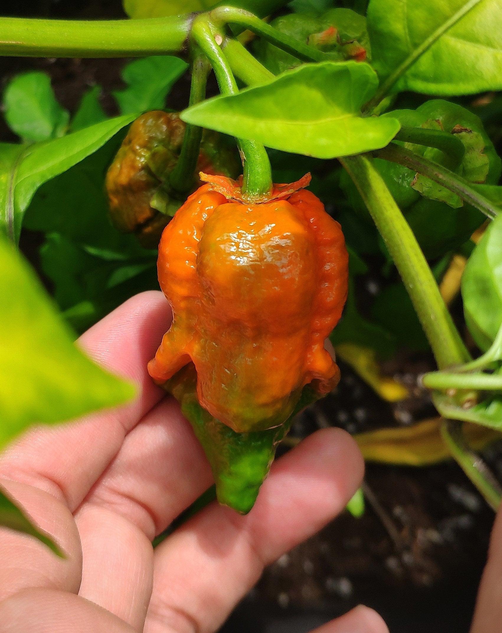 A hand holding a partially ripened chili pepper on a plant. The unique Bubblegum - BBG 7 Pot pod's top half is orange, while the bottom half is still green. The surrounding leaves are vibrant green from PepperMerchant.net’s collection. The background shows more greenery in soft focus.