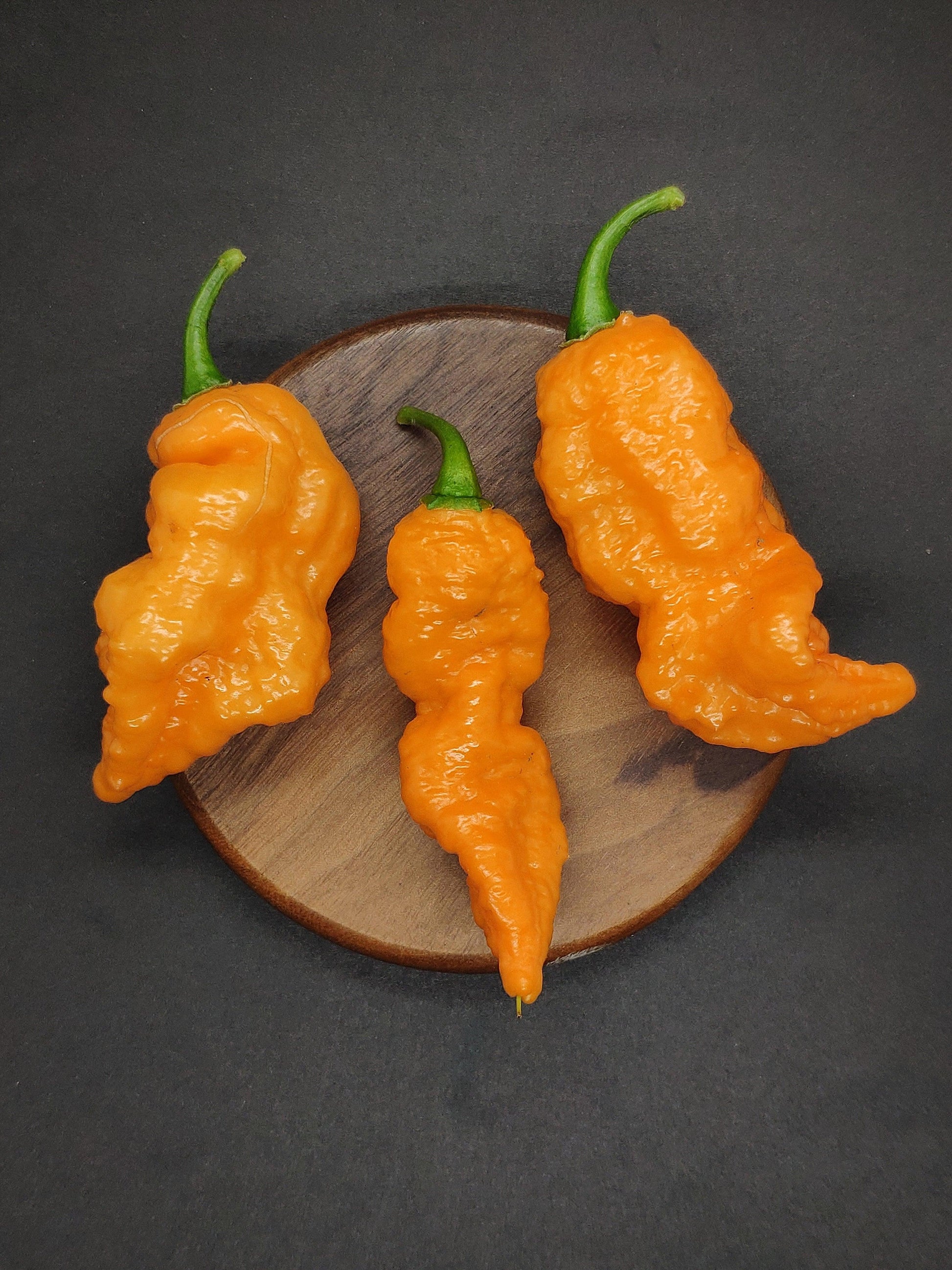 Three bright orange, wrinkled Orange Gum x Naga Brains from PepperMerchant.net, each with a green stem, are arranged on a round wooden platform against a black background. The unique and bumpy texture of these super fruity peppers is prominently visible.