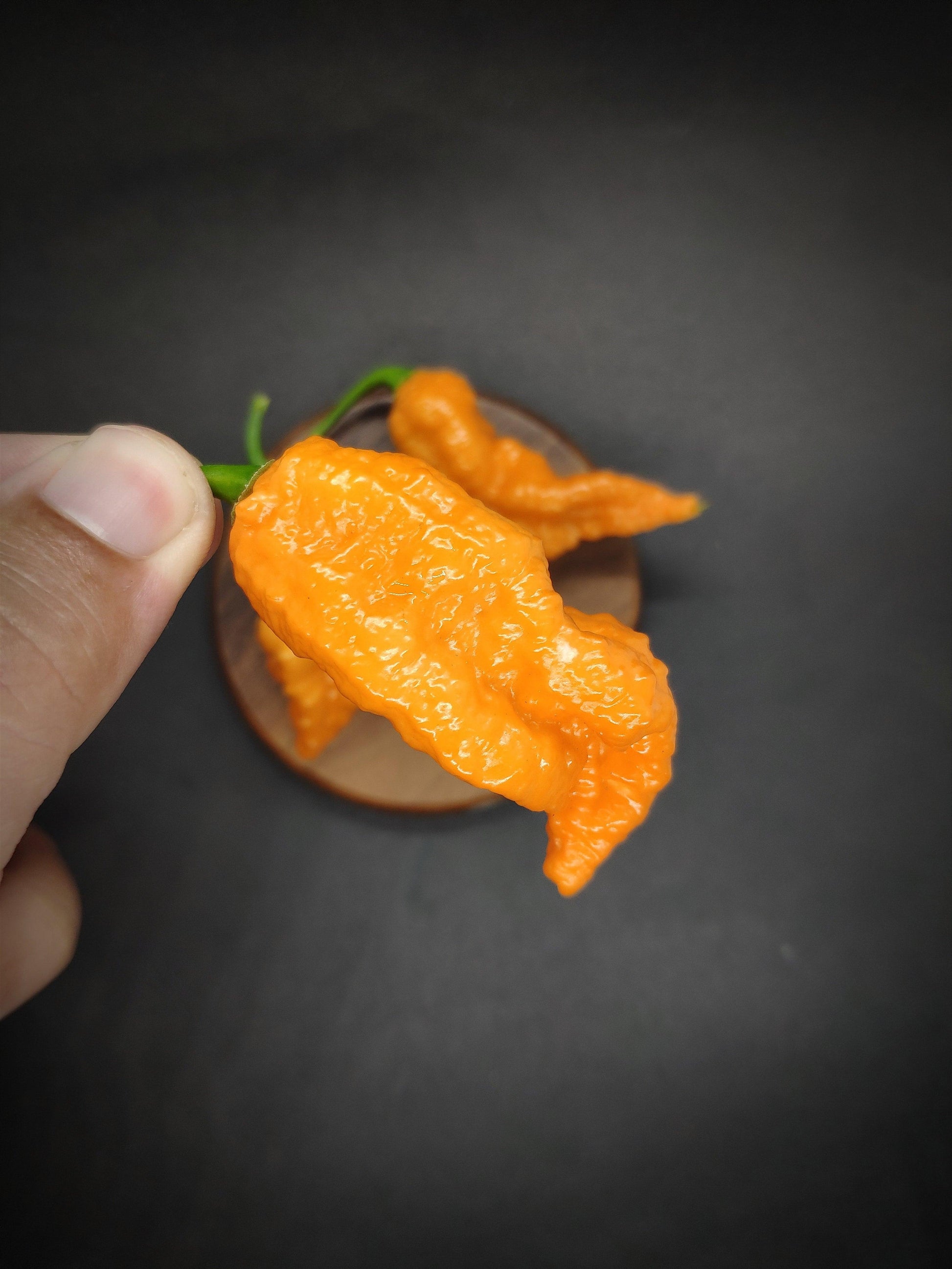 A hand is holding an Orange Gum x Naga Brains pepper in focus, with additional peppers from PepperMerchant.net on a small wooden plate in the background, set against a dark surface. The hot pepper is wrinkled and has a vibrant orange color, emblematic of this fiery variety.