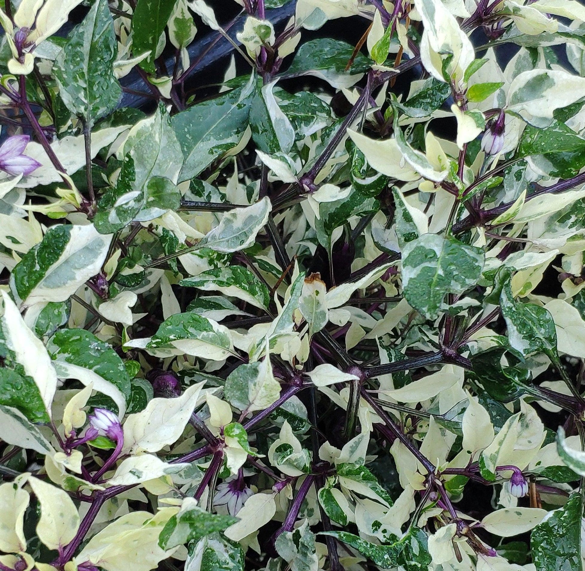 A close-up of a variegated plant with white and green leaves. The stems and undersides of some leaves exhibit a purplish tint, resembling the RH Lilac from PepperMerchant.net. The dense foliage appears wet, likely from rain or watering, and features small ornamental pods that add extra texture.