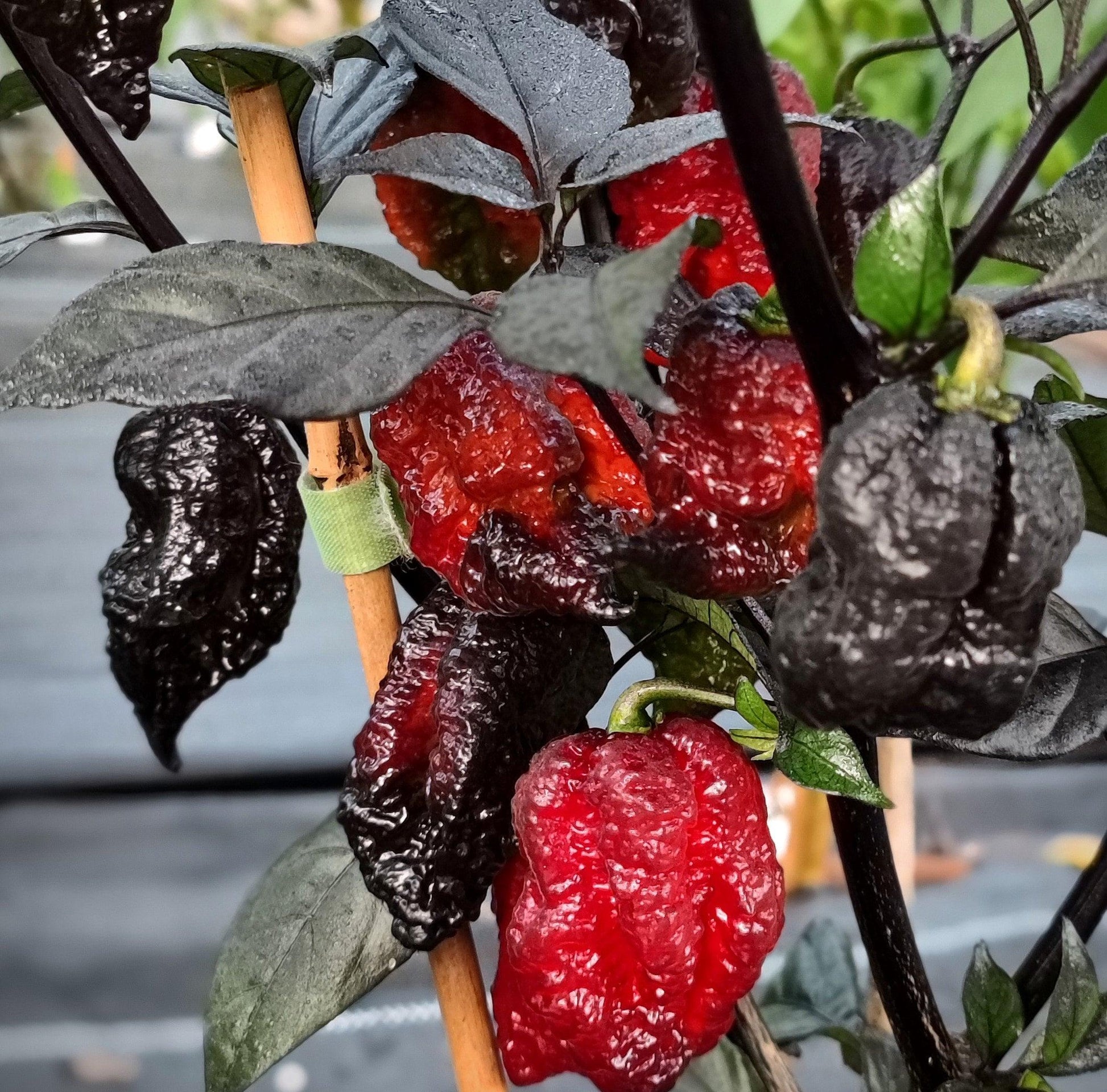 Close-up of a plant with ripe red and black ghost peppers, featuring textured and wrinkled surfaces. The leaves are dark green, and the stems are supported by a wooden stick with a green tie. Among the peppers is an Orion - Gnarly Pheno from PepperMerchant.net, adding to the vibrant colors against the softly blurred background.