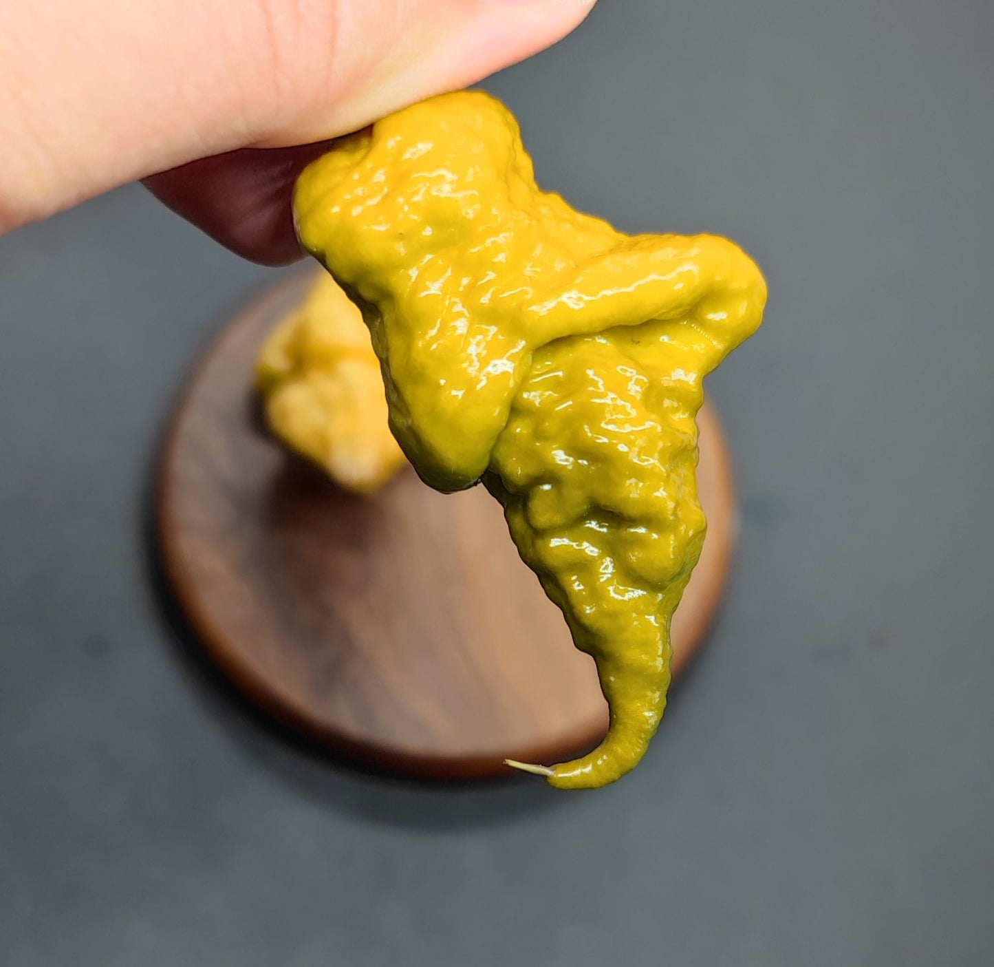 Mustard Nagabrain
