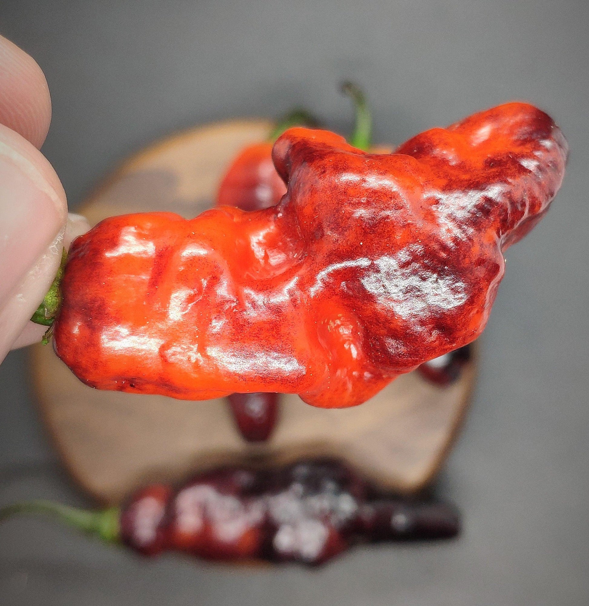 Close-up of a hand holding a Black Ruby Red chili pepper from PepperMerchant.net, showcasing its bumpy texture. The pepper's vibrant colors and unique shape are clearly visible. In the blurred background, two more Black Ruby Red chili peppers rest on a wooden surface, likely grown from F4 seeds.