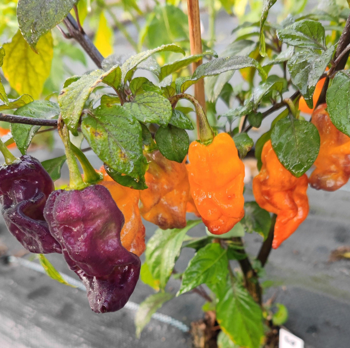 Moruga Riba Pink Tiger x Moruga – PepperMerchant.net