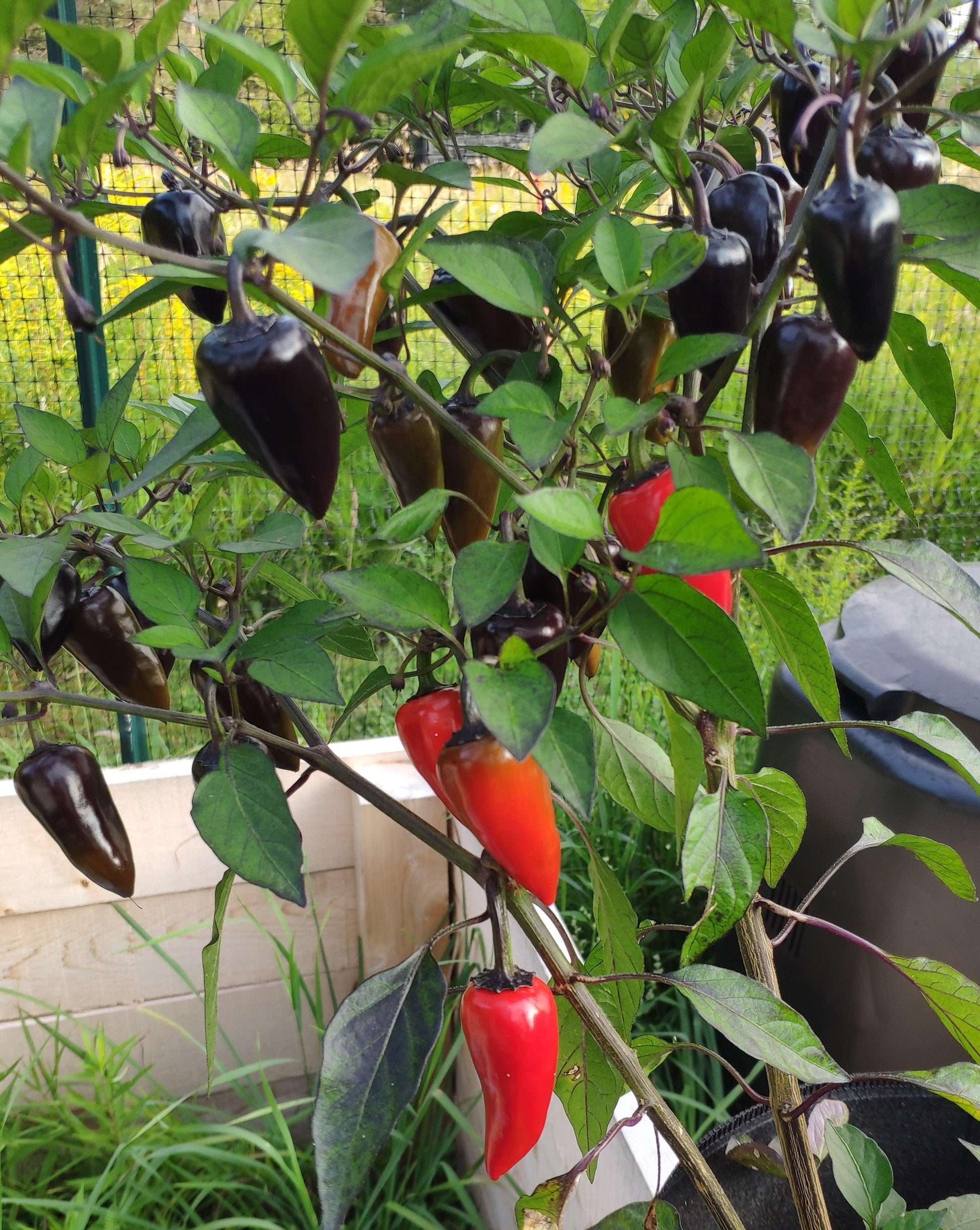 A vibrant Count Dracula 🧛 Pepper plant, grown from PepperMerchant.net seeds, is laden with both ripe red and unripe dark purple peppers in a garden. The productive plant has lush green leaves and is situated next to a wooden planter. The background shows a green grassy area and a fence.