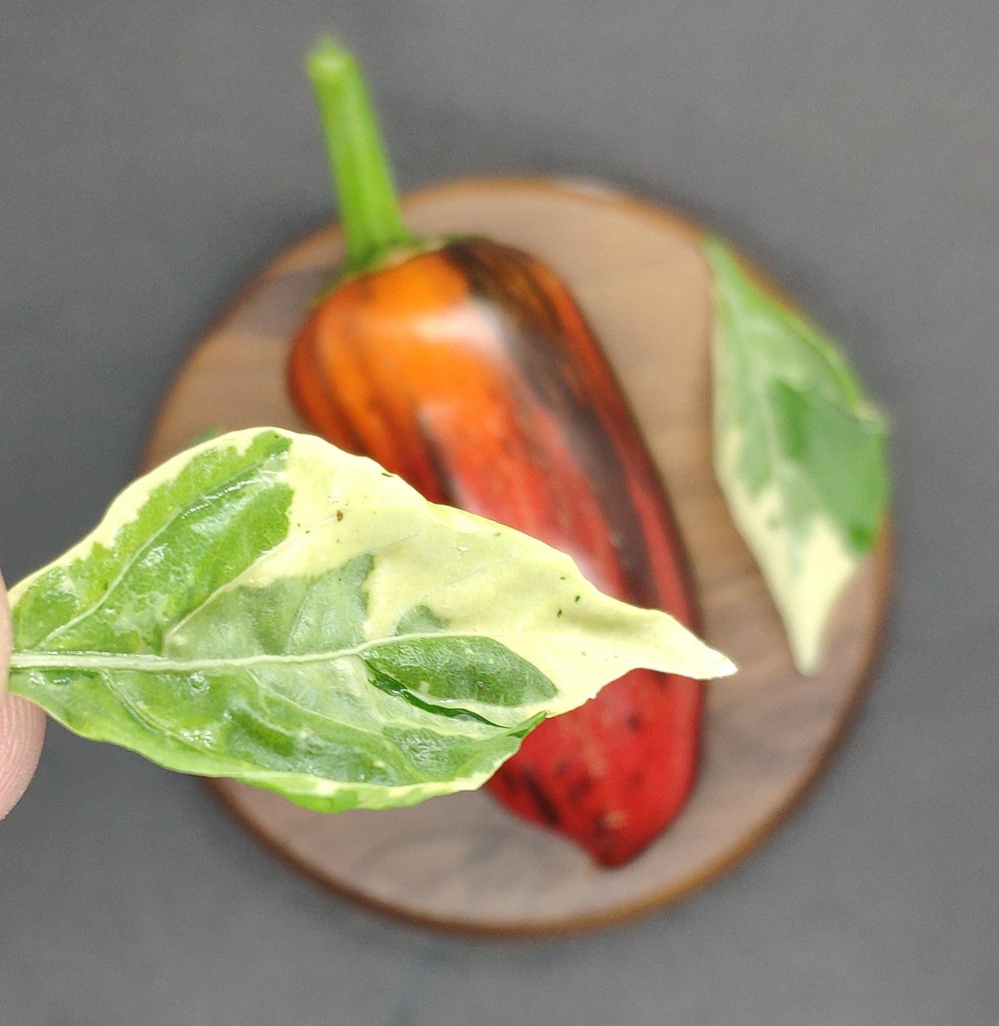 A hand holding a variegated leaf close to the camera, with a blurred background featuring a whole red and orange pepper on a round wooden cutting board, showcasing PepperMerchant.net's Mocha Swirl seeds and two more variegated leaves for a balanced flavor profile.