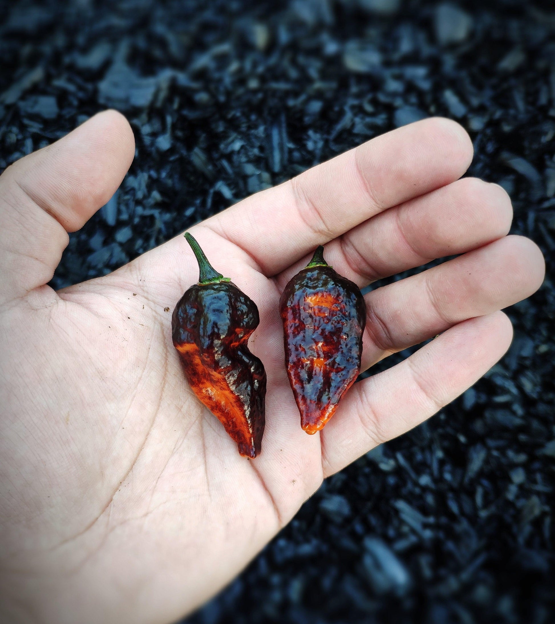 A person's hand holding two dark, irregularly shaped Hallows Eve Peppers in the palm. The peppers have a shiny, slightly wrinkled surface and deep reddish-brown color. These Hallows Eve Peppers from PepperMerchant.net are known for their intense heat. The background features a textured, dark material.