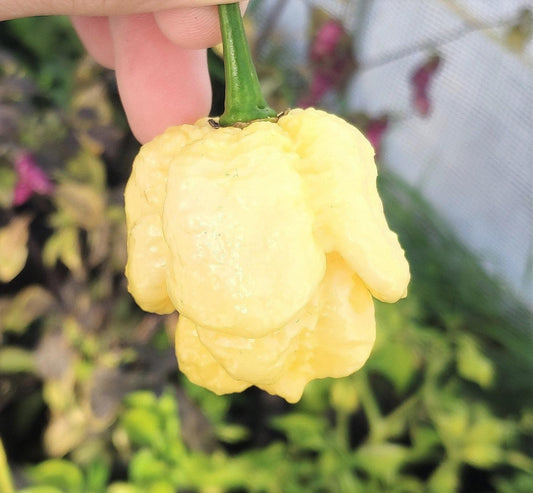 A hand holding a Yellow White Moruga Scorpion chili pepper from PepperMerchant.net, renowned for its use in hot sauces. The background features blurred green foliage and parts of a garden or greenhouse setting.