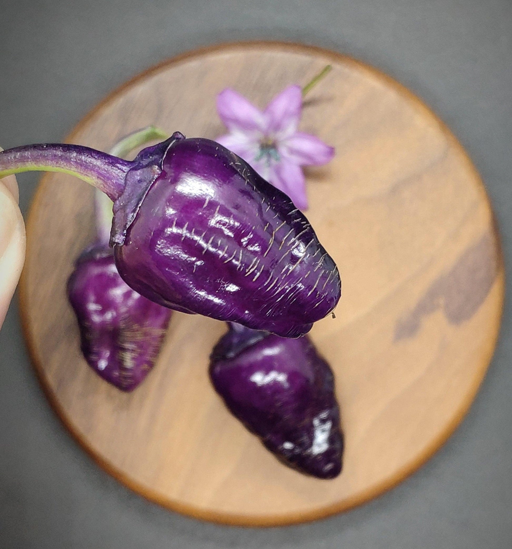 A close-up of a hand holding a dark purple Black Scorpion Tongue pepper with wrinkled skin, above a wooden plate featuring two more similar peppers and a purple flower. The dark gray background accentuates the intense spiciness of these Black Scorpion Tongue Seeds from PepperMerchant.net.