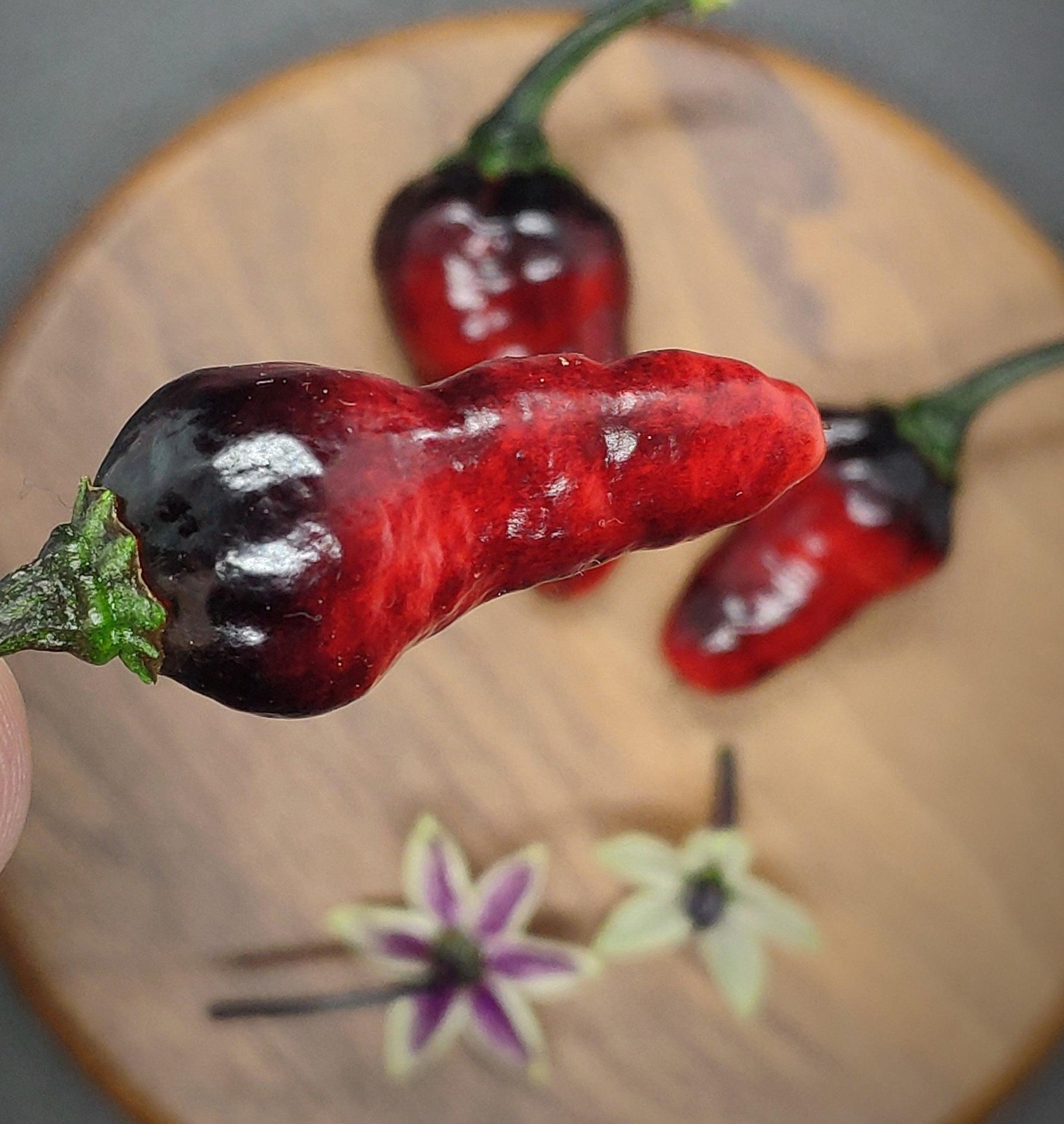 Close-up of a person holding a dark red Naga Ember chili pepper with a glossy surface. Blurred in the background, two similar Naga Ember peppers from PepperMerchant.net rest on a wooden surface along with small white flowers. The chili peppers have a unique, bumpy texture.