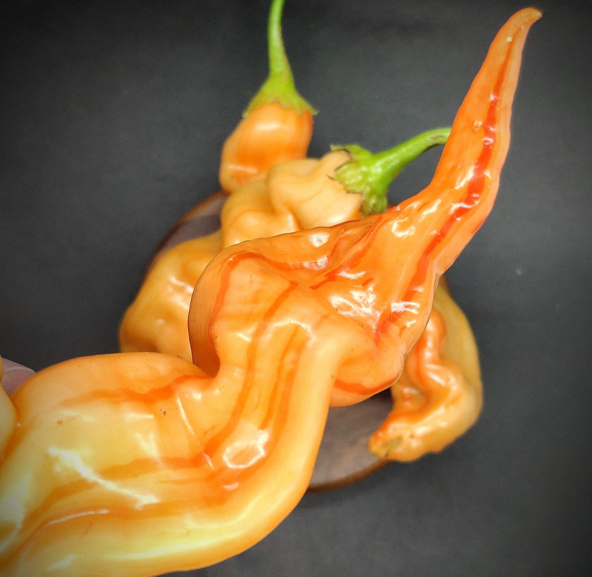 Close-up image of an orange and yellow striped Sugar Rush Peach Stripey pepper from PepperMerchant.net, showcasing its twisted, elongated shape that resembles a snake's head. The pepper is held in the foreground against a black backdrop, with other similarly shaped peppers visible in the background. This versatile variety boasts a sweet fruity flavor.