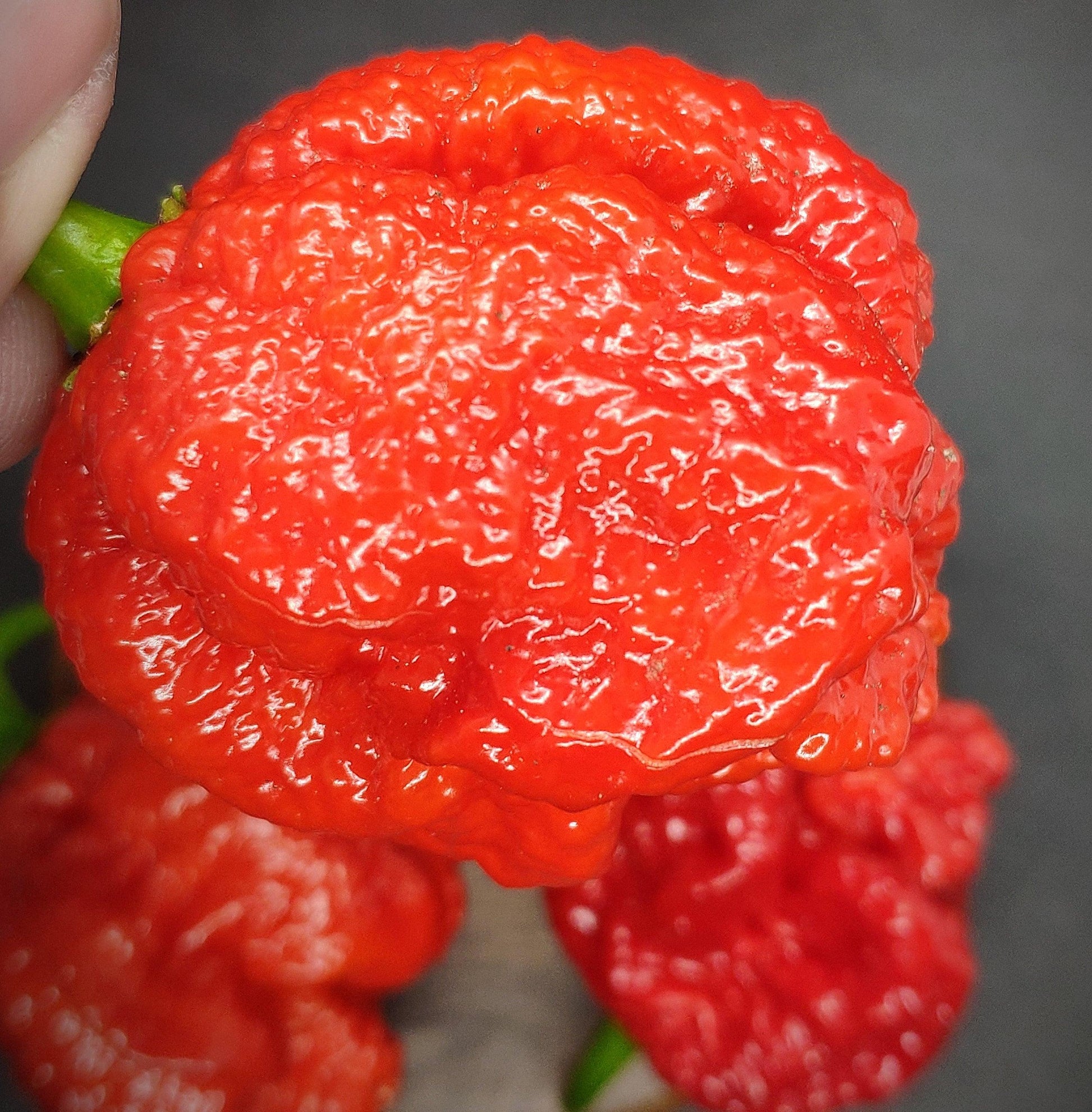 Close-up image of a red Bismarck Pepper from PepperMerchant.net, showcasing its wrinkled, bumpy texture and shiny surface. This fiery pepper, with a scorching 900,000 SHU rating, is held by a green stem with more peppers visible in the blurred background.