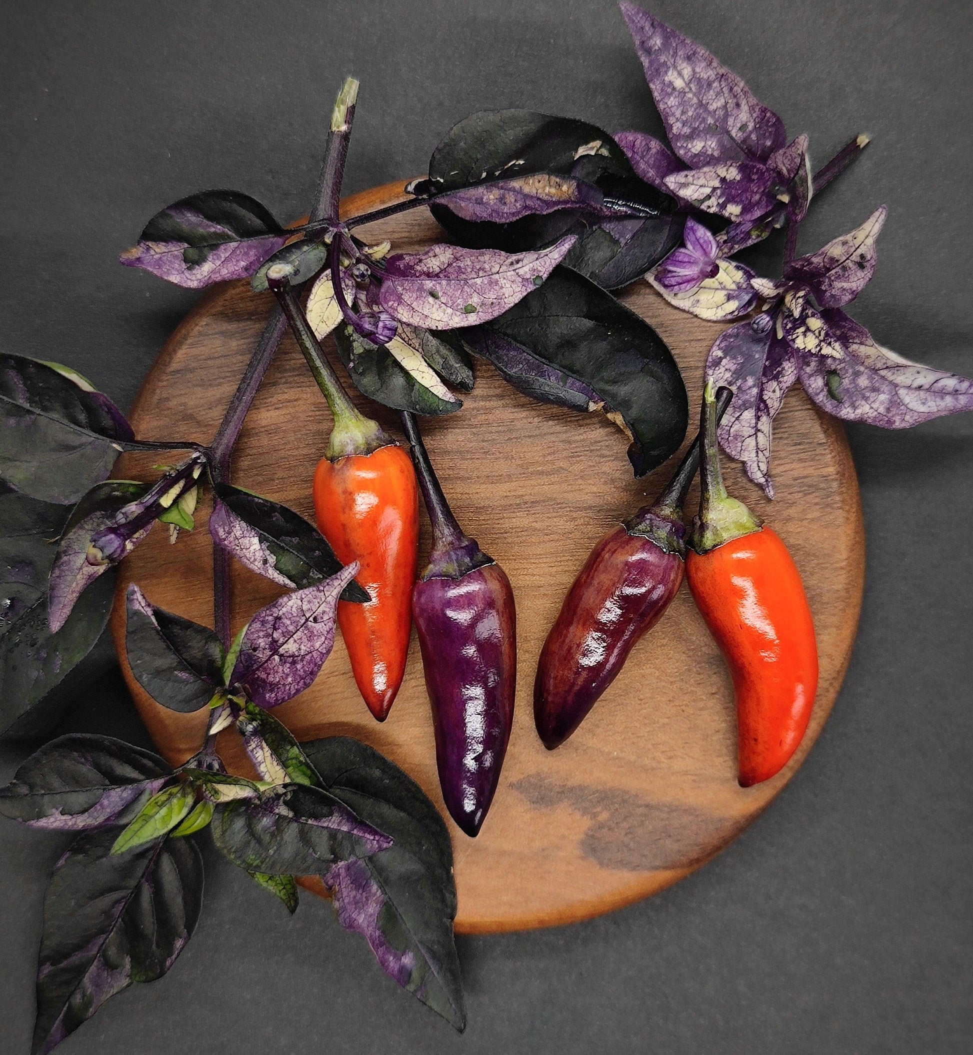 A wooden platter showcases two red Dreamcatcher peppers and two purple Dreamcatcher peppers from PepperMerchant.net, with branches of dark purple leaves arranged around them. The black background emphasizes the vibrant colors of these delicately spicy seeds.