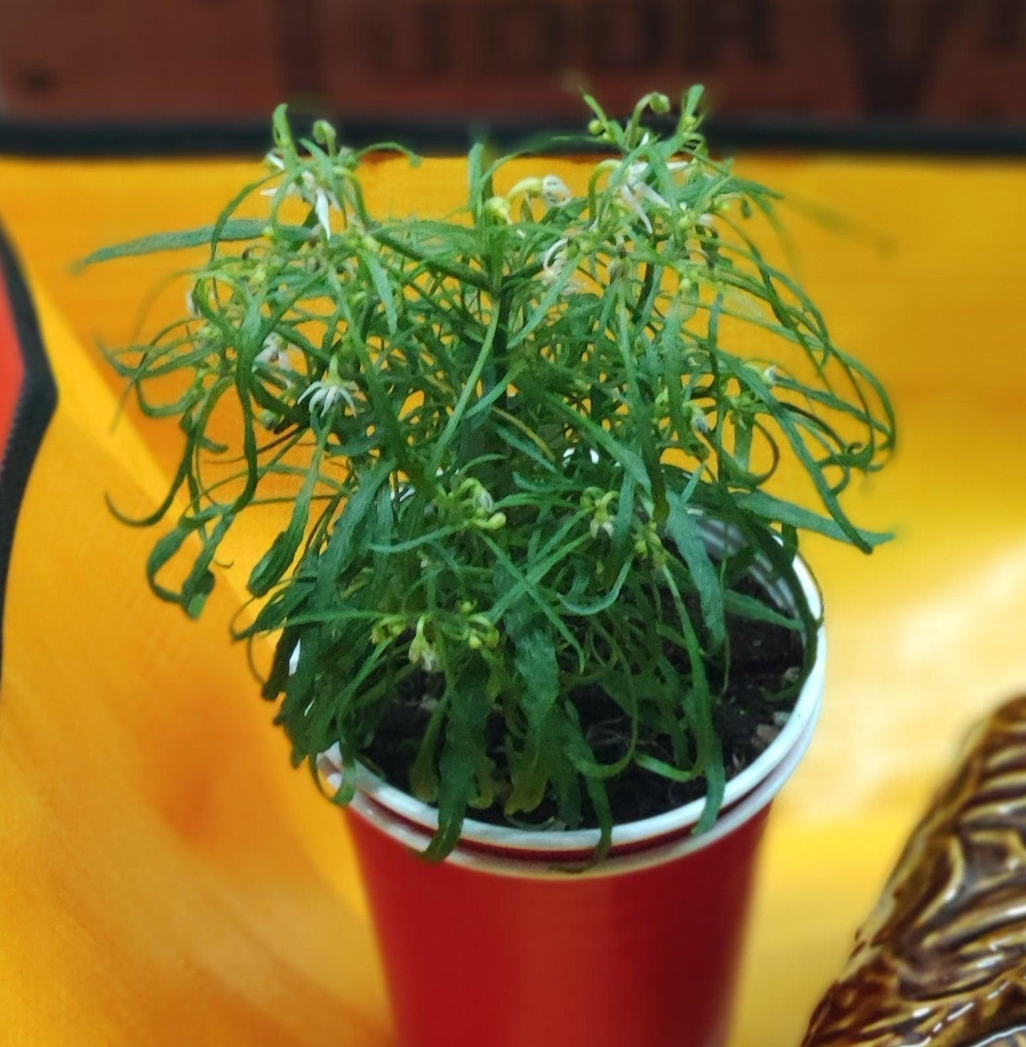 A small Candlelight Mutant from PepperMerchant.net, with thin, leafy stems is thriving in a red plastic cup filled with soil. The background features a gradient of orange and yellow, highlighting this unique mutant pepper's healthy and vibrant appearance.