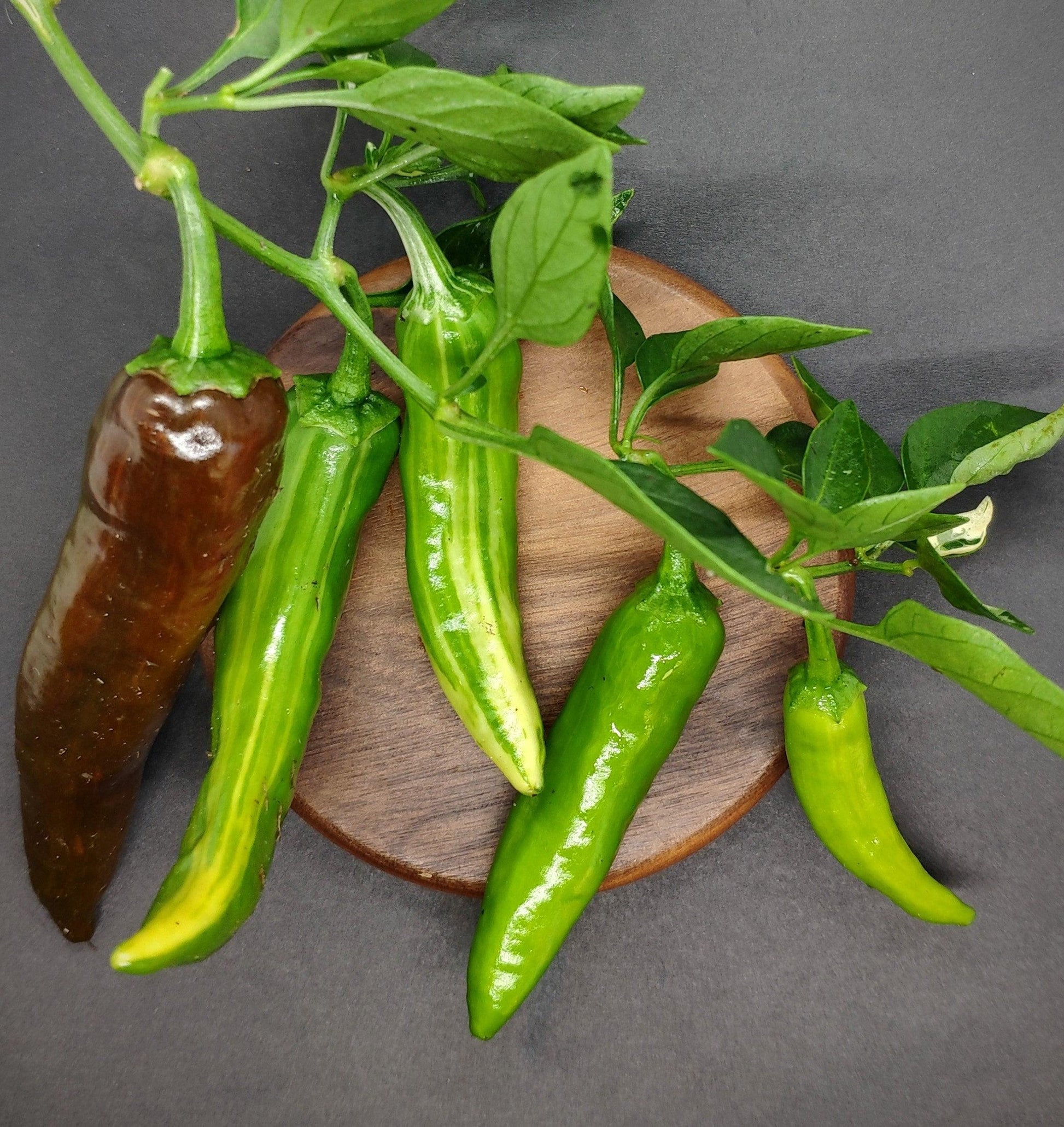 A lively, organic arrangement of several green and one partially brown chili pepper, attached to leafy stems, is showcased on a round wooden board against a dark background. These peppers' moderate heat and culinary versatility are beautifully highlighted in this display. The chili peppers are grown from Fish Pepper Seeds by PepperMerchant.net.