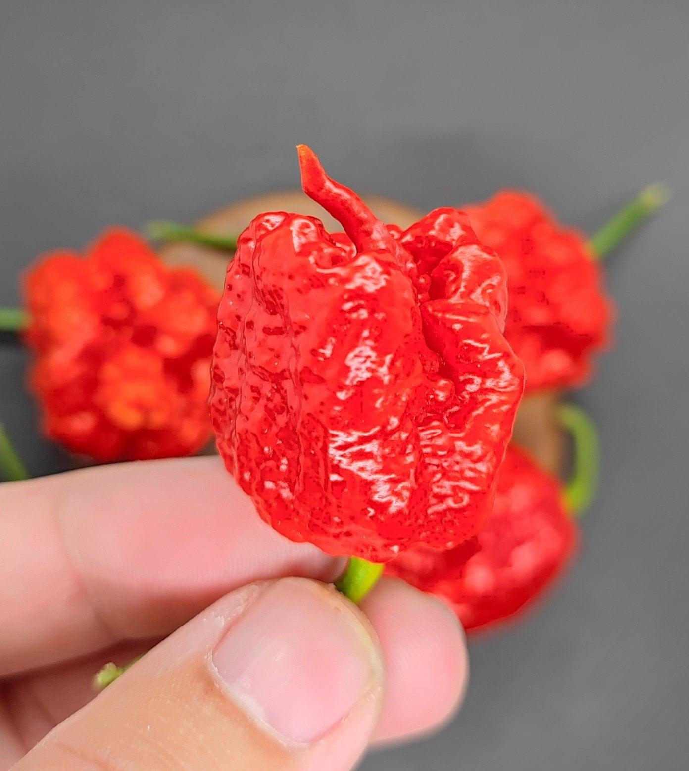 A close-up of a bright red, wrinkled, and bumpy Naga X superhot chili from PepperMerchant.net being held between two fingers. In the background, several similar peppers are slightly out of focus, with a dark surface beneath them.