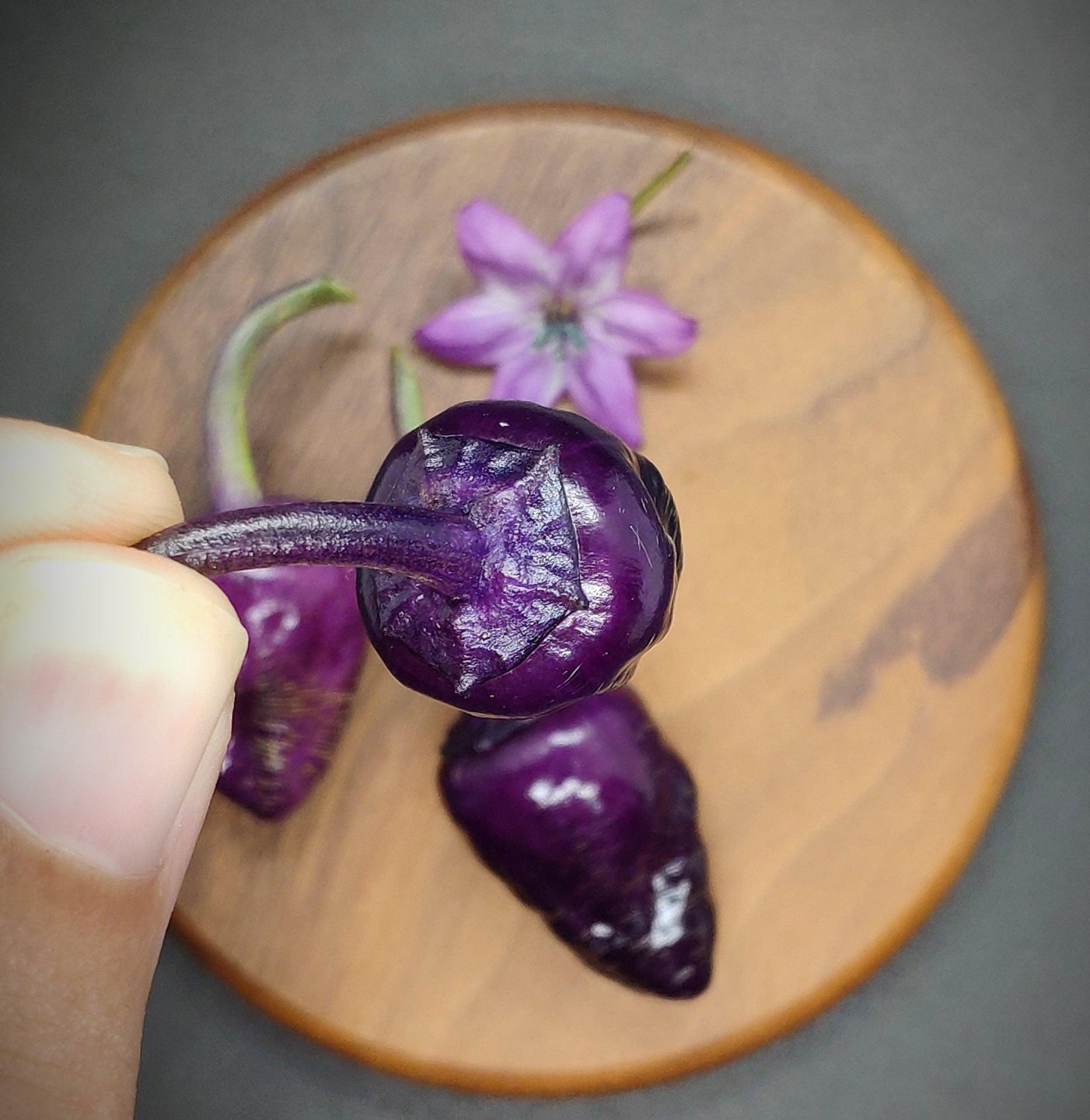 A person holds a small, round, deep purple pepper with a stem in the foreground. In the background, two additional purple peppers and a purple flower rest on a wooden surface. These are no ordinary peppers; they are Black Scorpion Tongue Seeds from PepperMerchant.net, known for their complex flavor profile and intense spiciness.