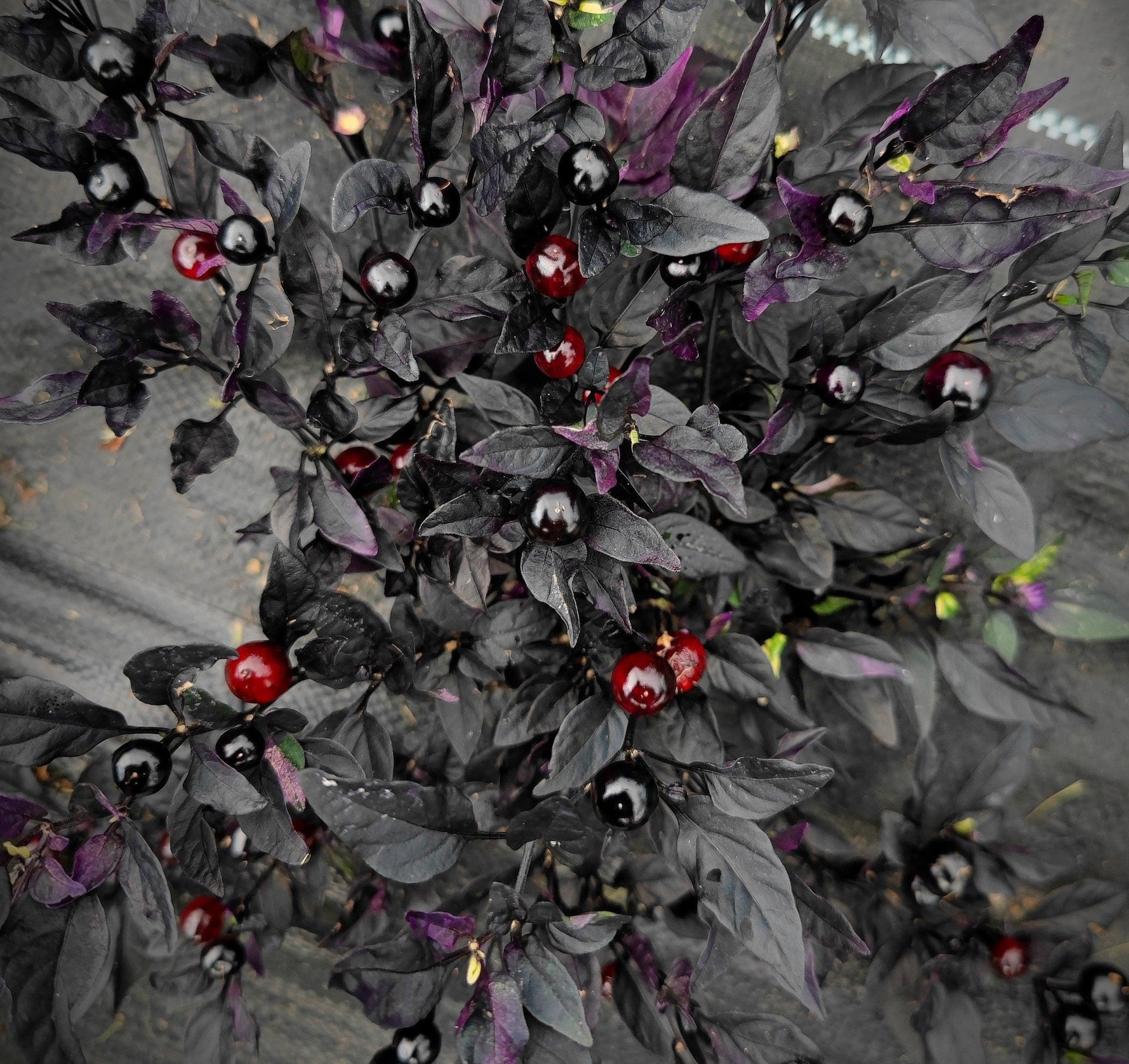 An overhead view showcases the Black Pearl plant, featuring dark purple leaves and small, round, glossy berries. These Black Pearl seeds from PepperMerchant.net produce berries in striking dark red and black hues that stand out against the foliage. The background consists of a grayish surface. This plant is highly valued in spicy cuisine for both its heat and unique appearance.